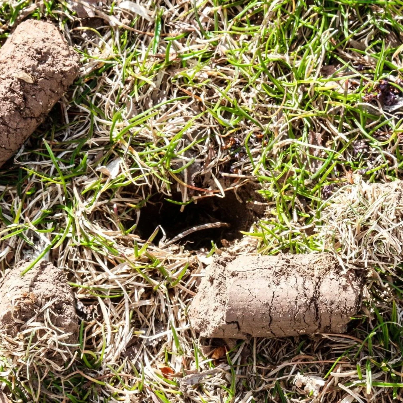 Aeration (Improves Soil and Root Health)