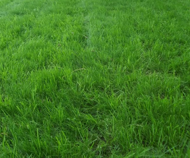Fine Fescue for Shade