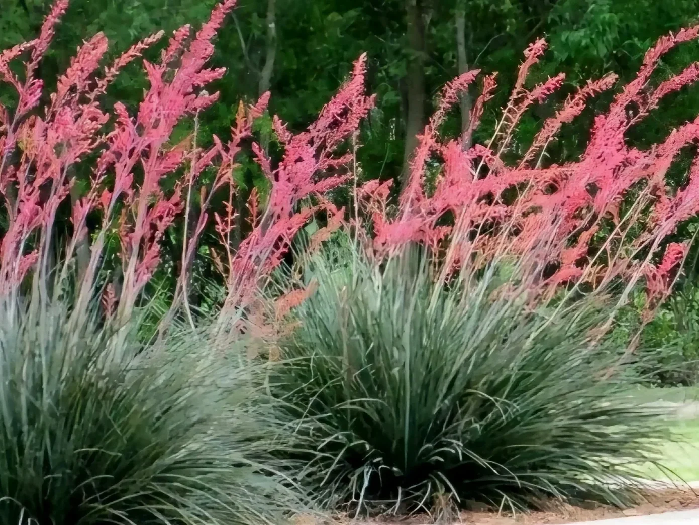 Red Yucca