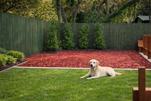 Functional lawn for pets