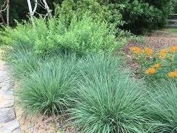 Little Bluestem Grass