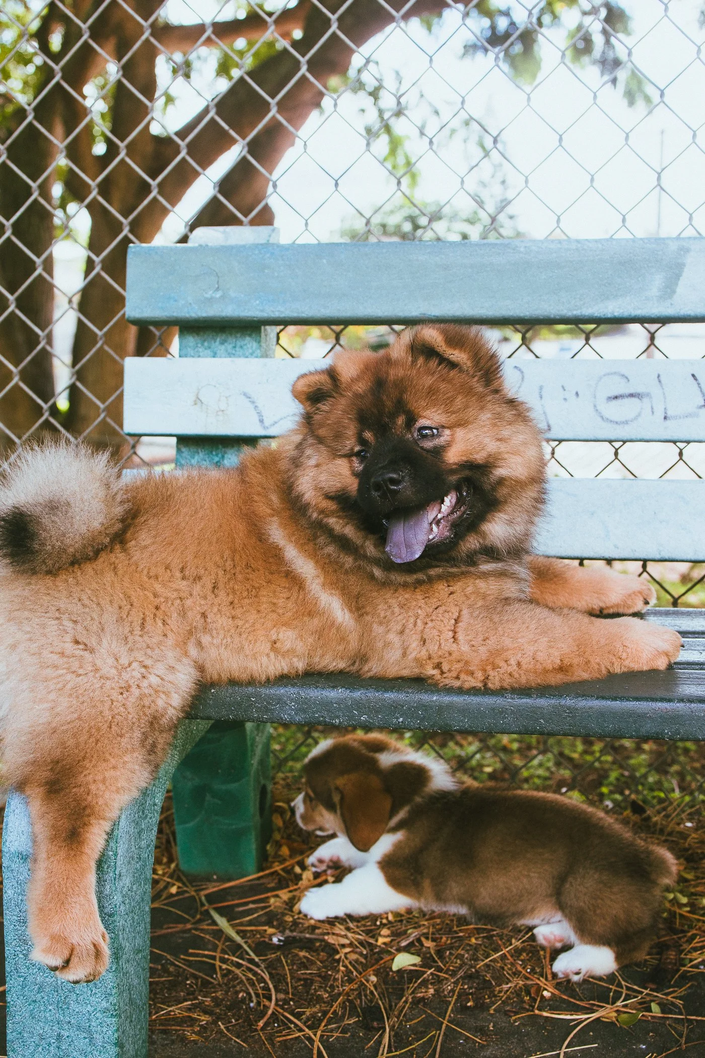 A brown and black fluffy puppy resting on a blue park bench with partially closed eyes and tongue out, and a smaller brown and white puppy lying on the ground below the bench near a chain-link fence and trees