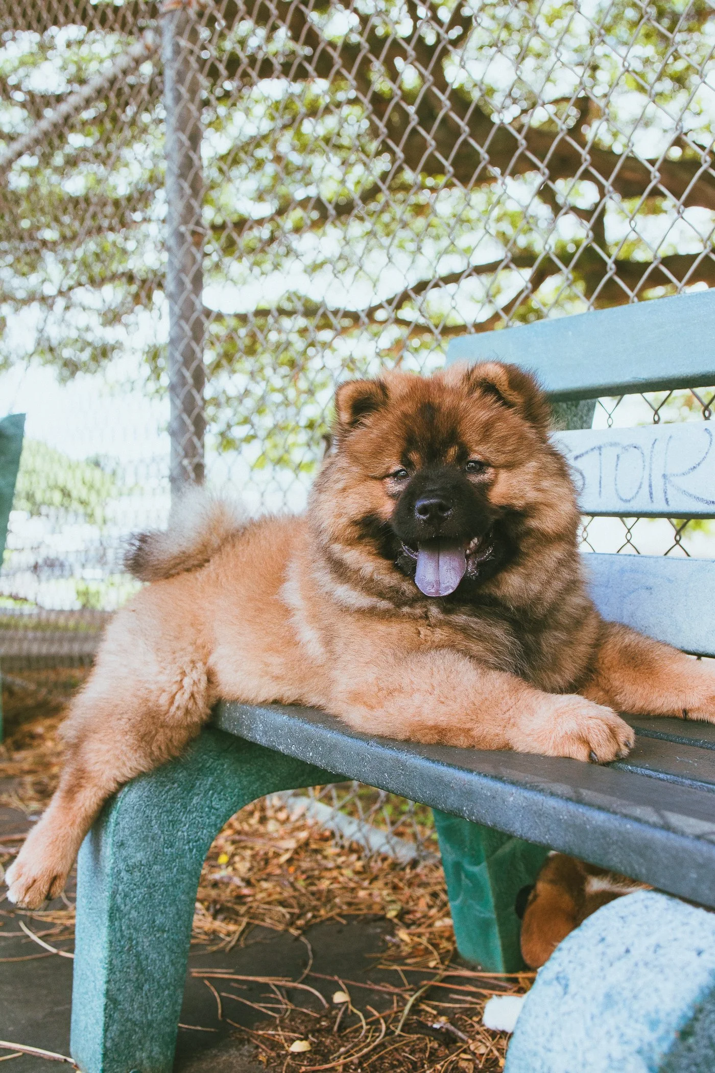 A fluffy brown puppy with a dark face and tongue sticking out, resting on a blue park bench.