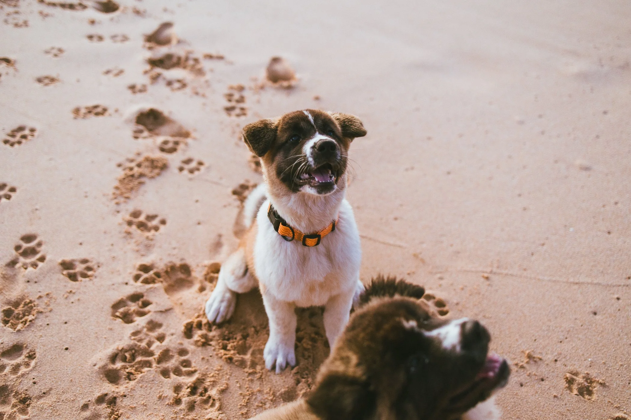 A puppy with a black and white coat, sitting on sandy ground, looking up with an open mouth, surrounded by paw prints in the sand.