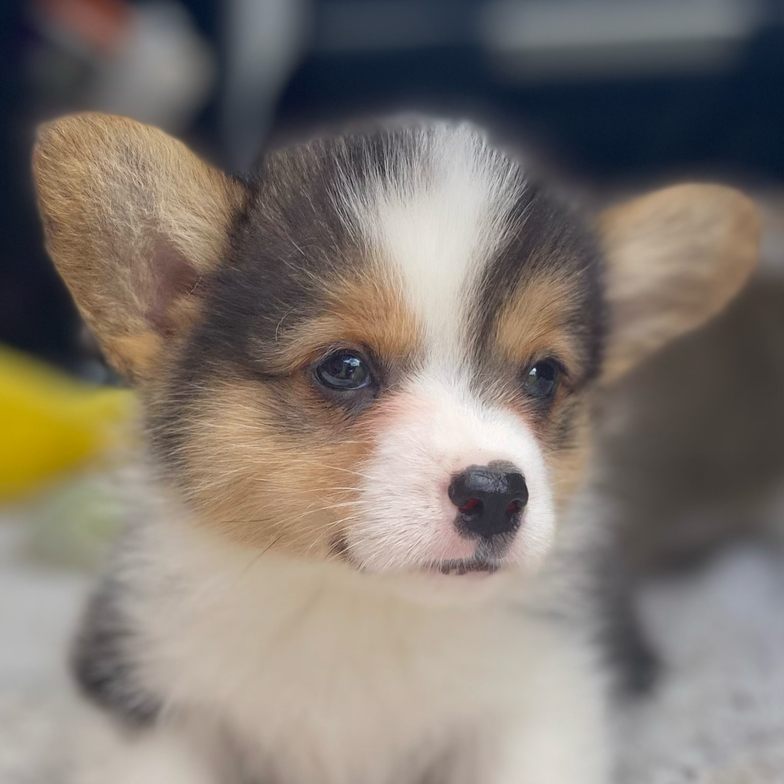 Pembroke Corgi Male looking for forever home. Reach out if you want him to be yours