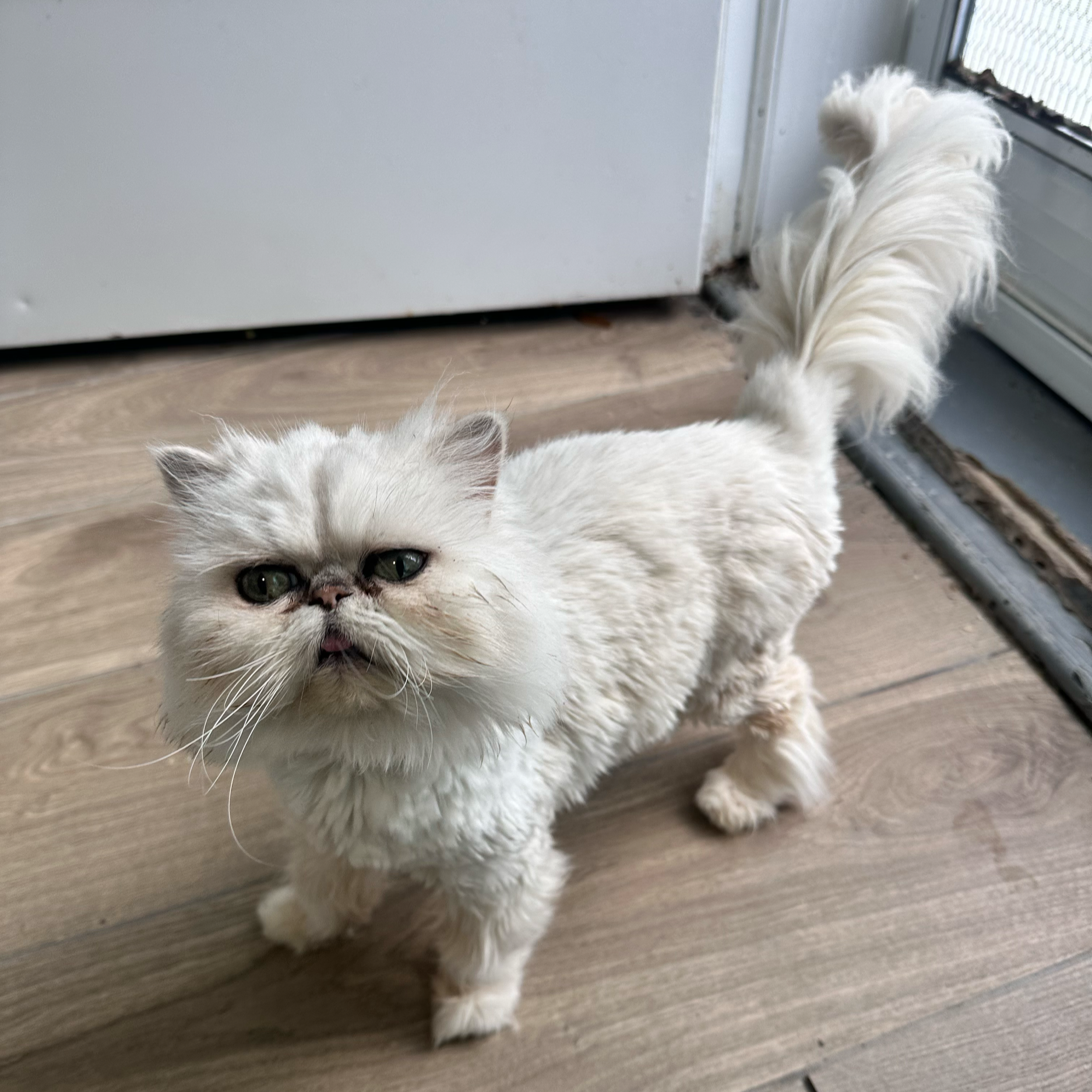 5 year old Male Persian Cat surrendered by elderly family, looking for forever home! 