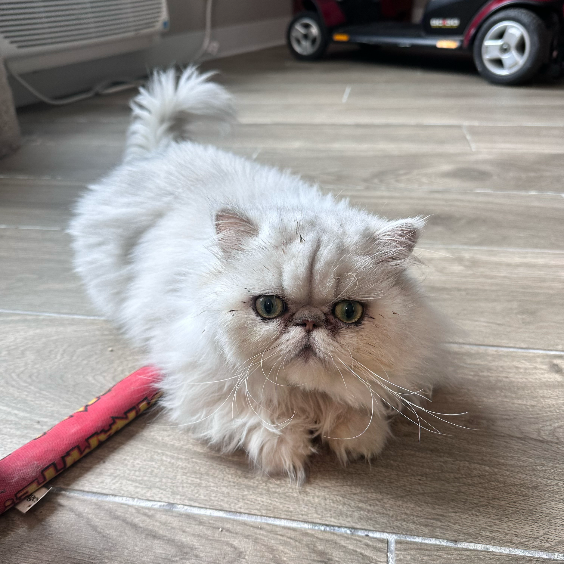 10 year old Female Persian Cat surrendered by elderly family, looking for forever home! 