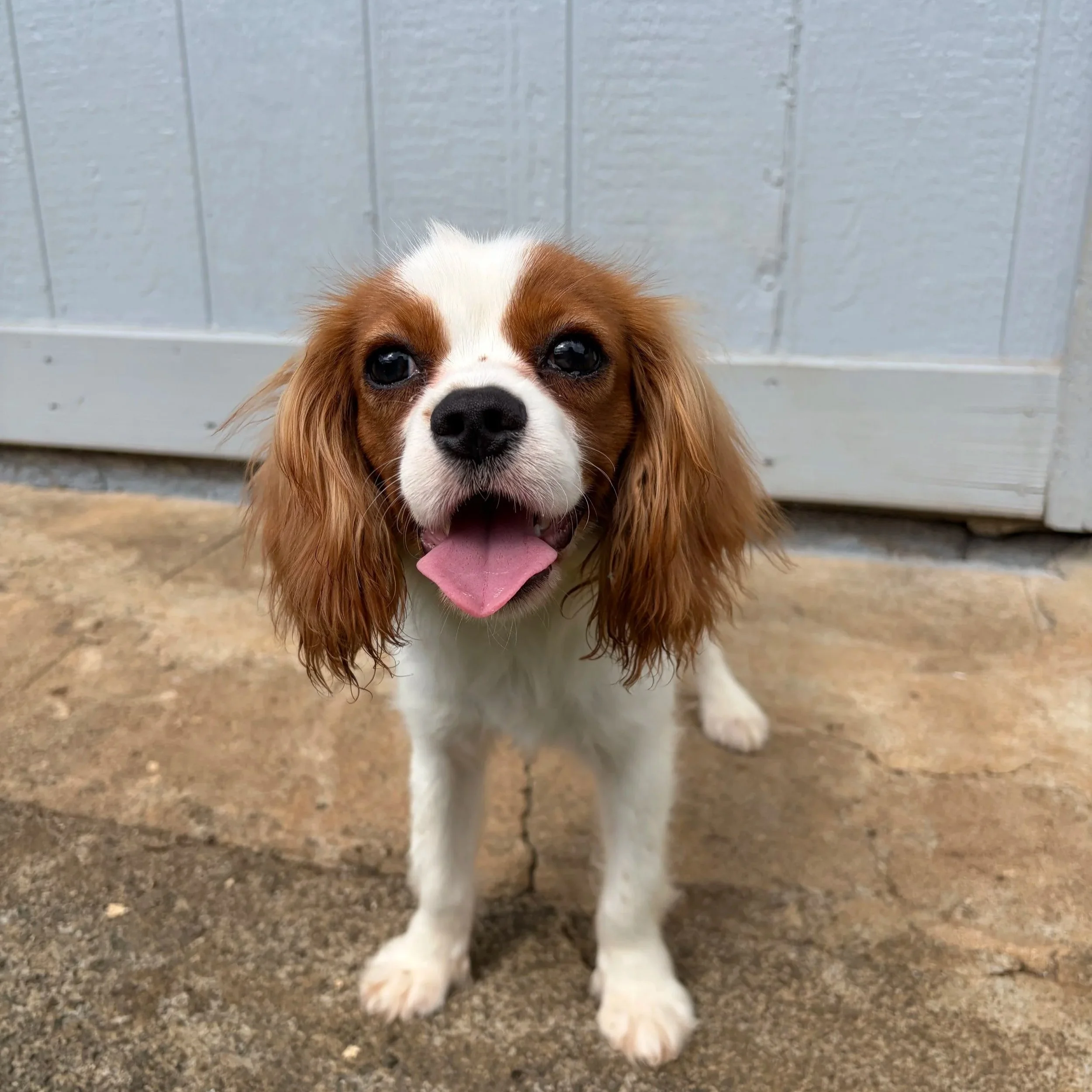 Noah is a male cavalier King Charles Spaniel. Great all around pup!  