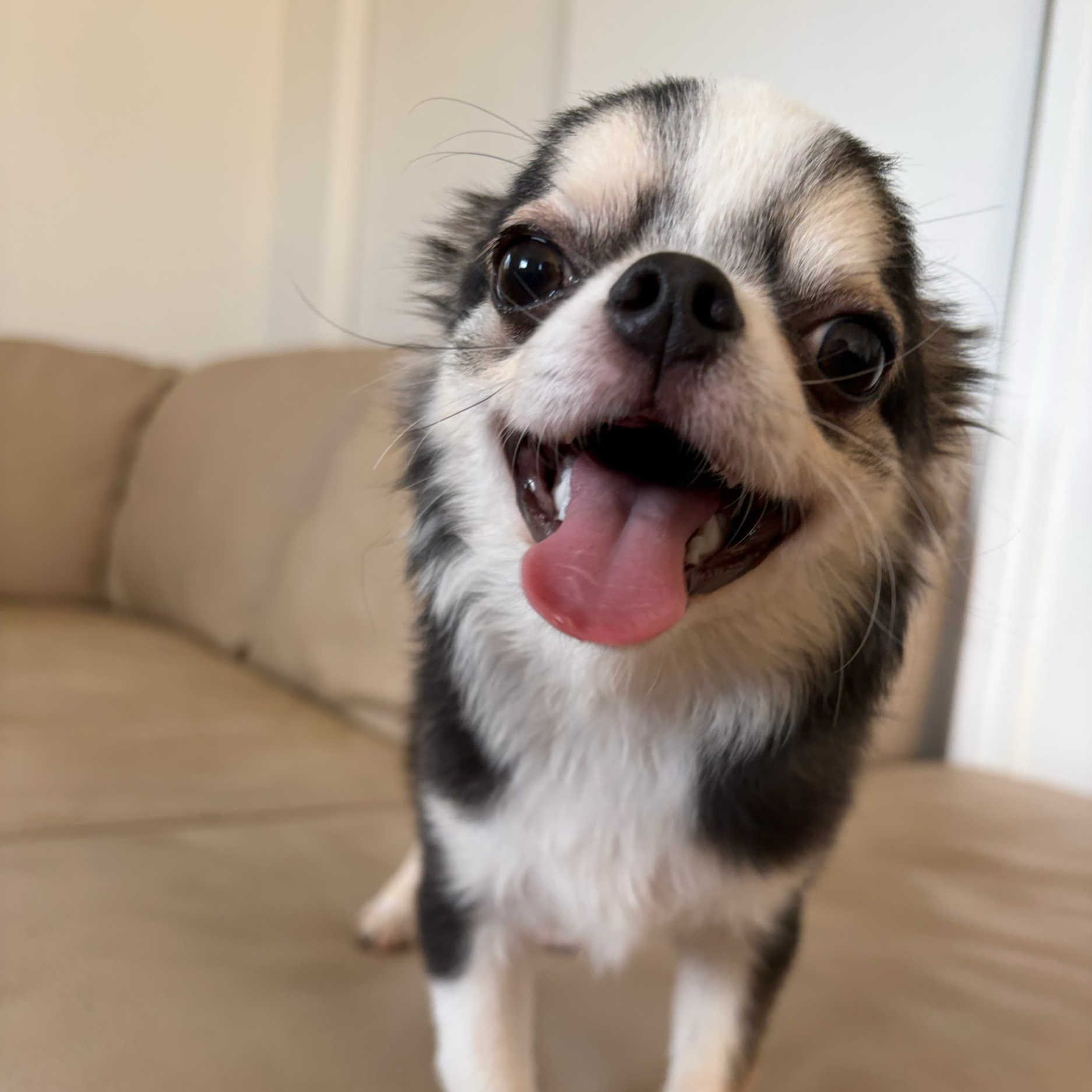 Miro is a Male Purebred Long Hair Toy Chihuahua looking for his forever home