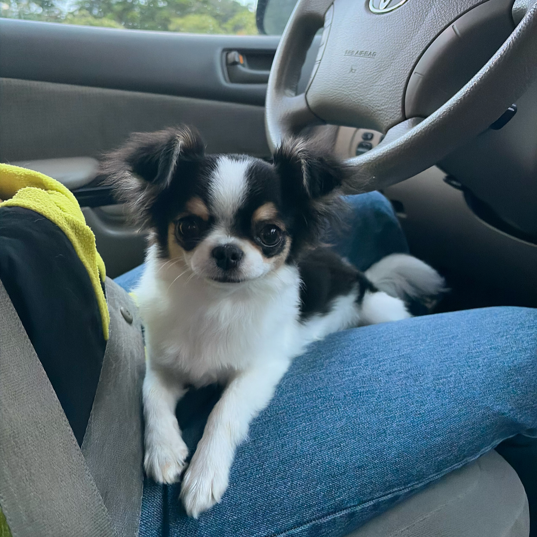 Udon is a Female Purebred Long Hair Toy Chihuahua looking for her forever home