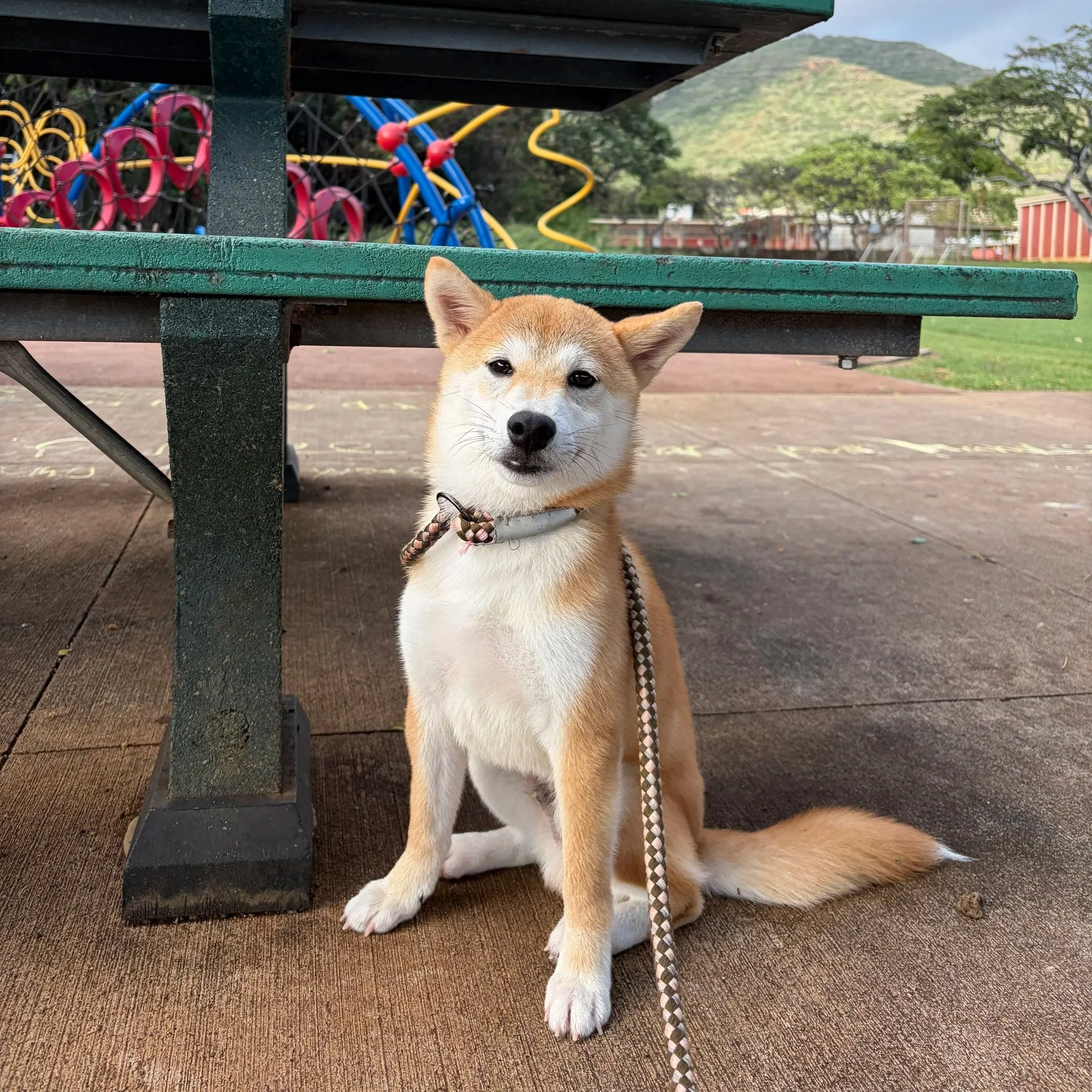 Ramen is the smallest Shiba Inu in Hawaii. he is a Male Mame Shiba Inu. Loves to be outdoors and very independent.