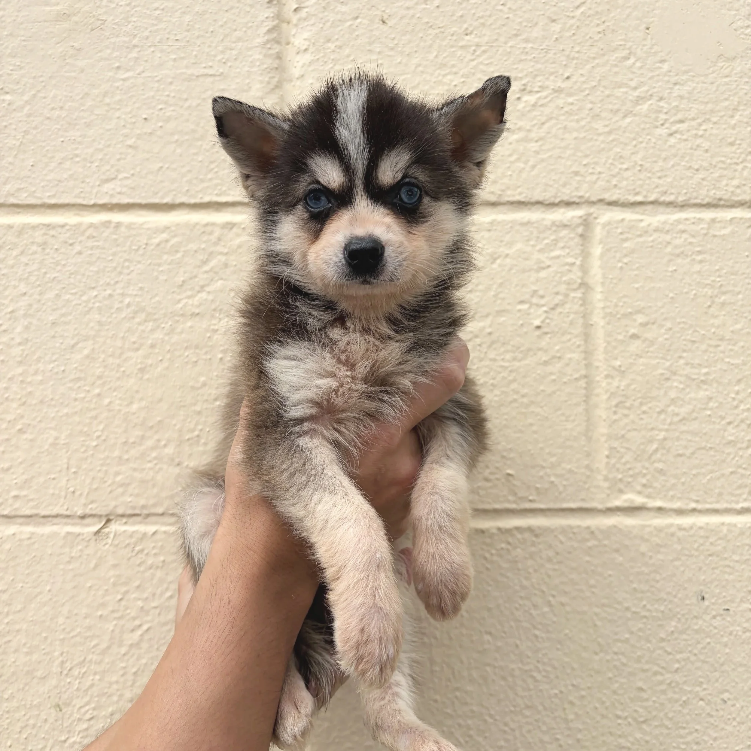 Female Klee Kai