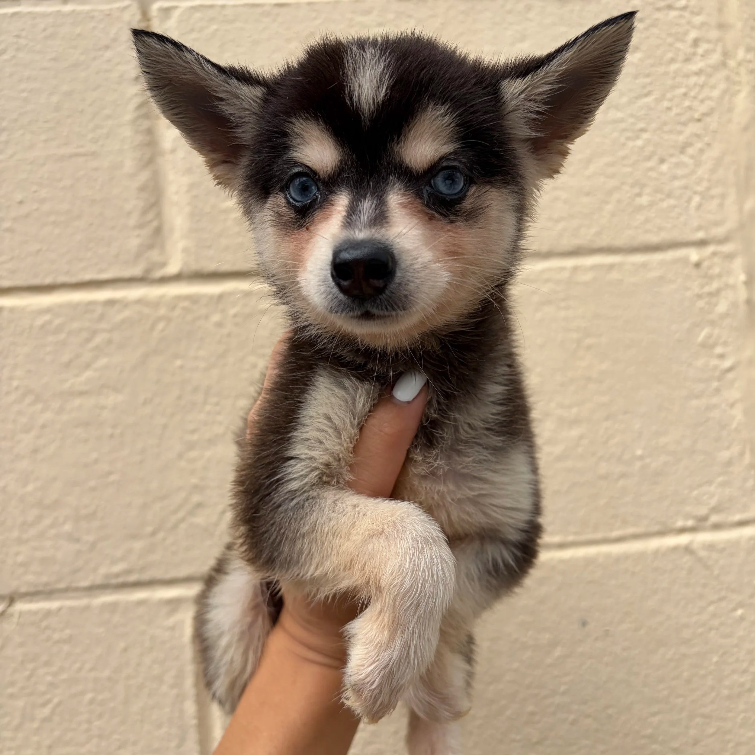 Close-up of a small, fluffy puppy with blue eyes and black, white, and tan fur, being held up by a person against a beige brick wall.