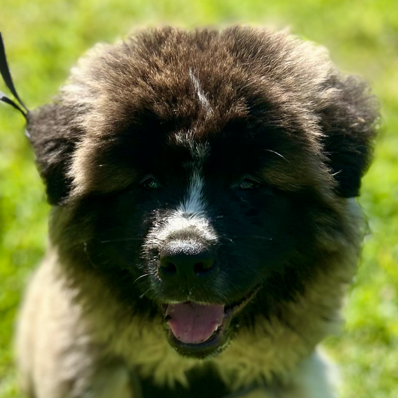 Male Akita Puppy