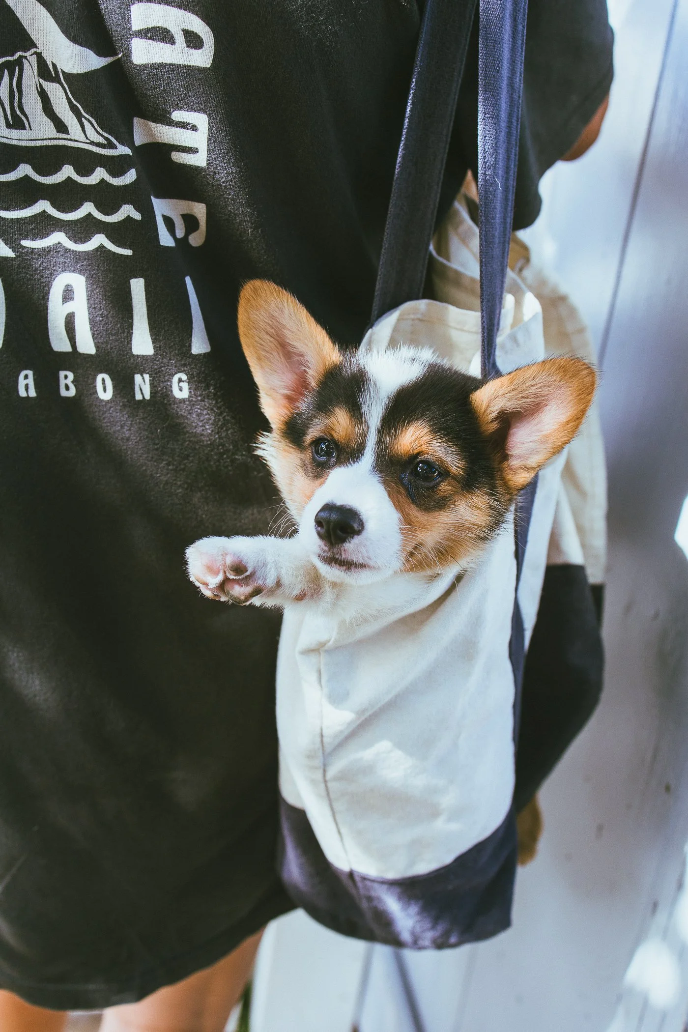 A person holding a small black, white, and brown puppy with large ears in a white bag, with part of their black T-shirt visible.