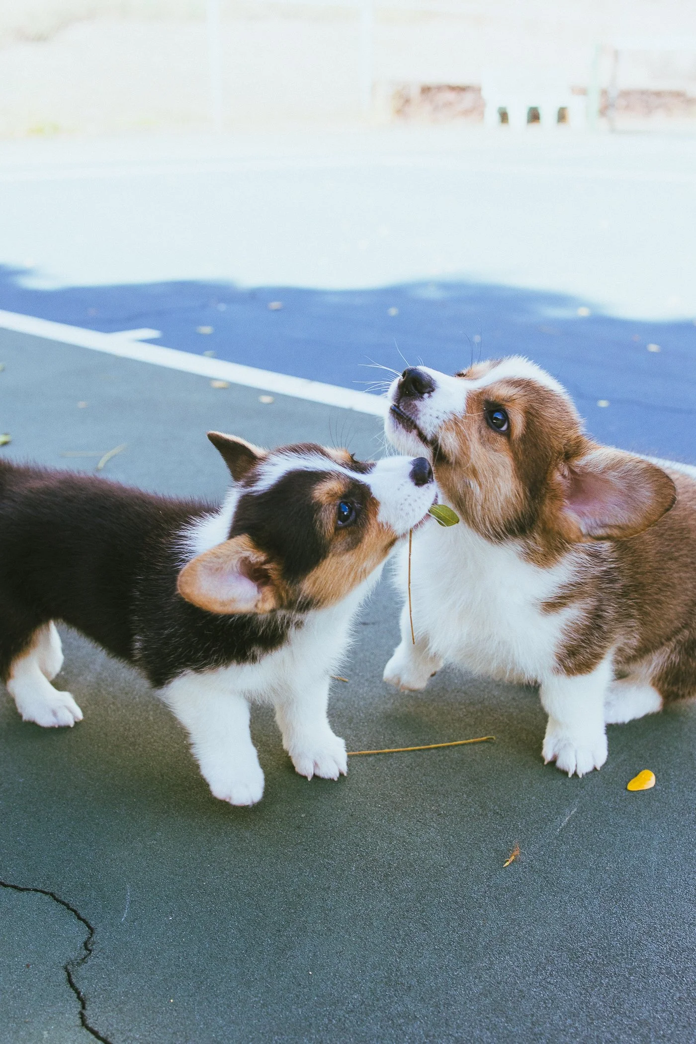 Two adorable puppies, one with a black and white coat and the other with a brown and white coat, nuzzling each other outside on a paved surface.