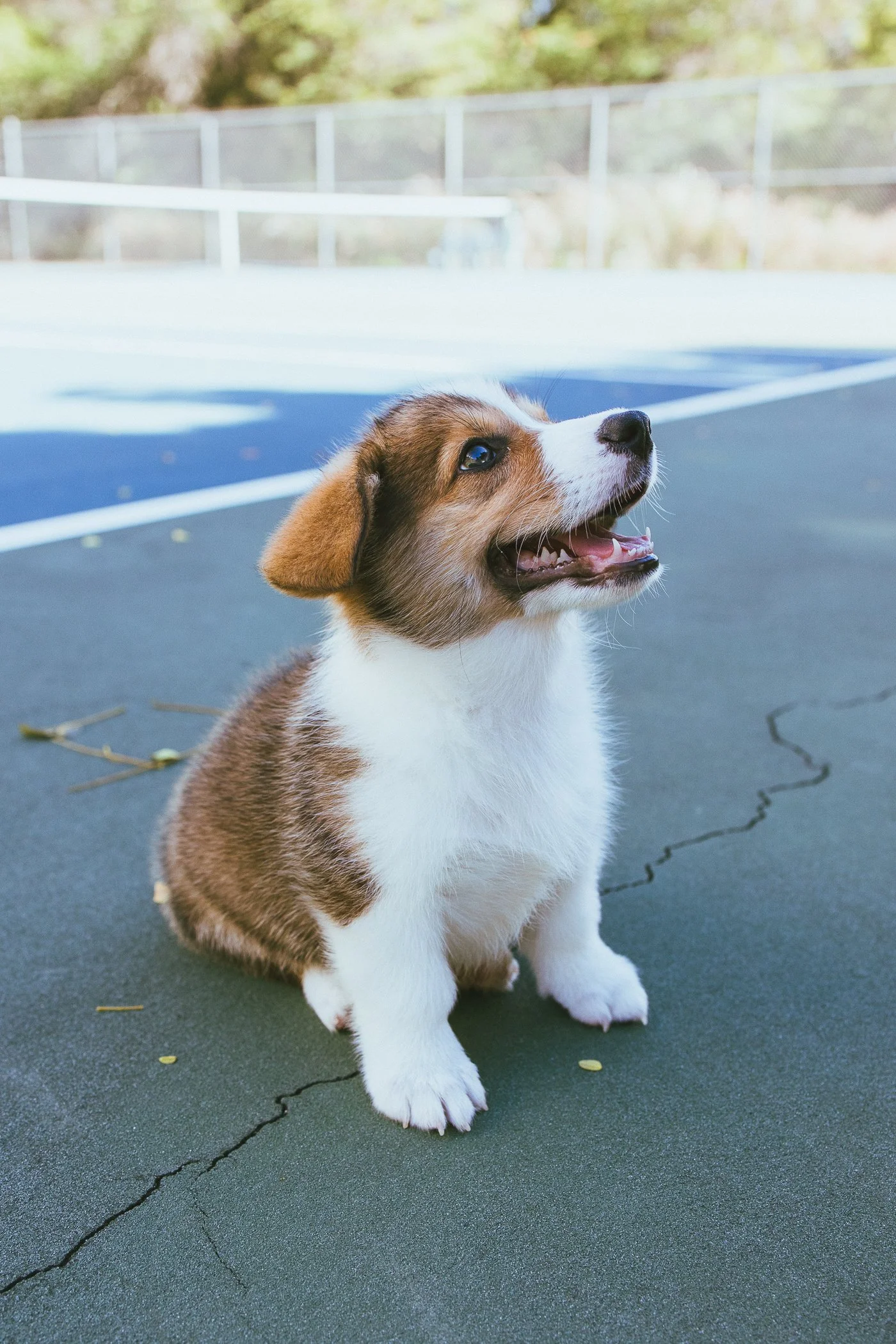 A cute puppy with a brown and white coat sitting on a tennis court with a fence and trees in the background.