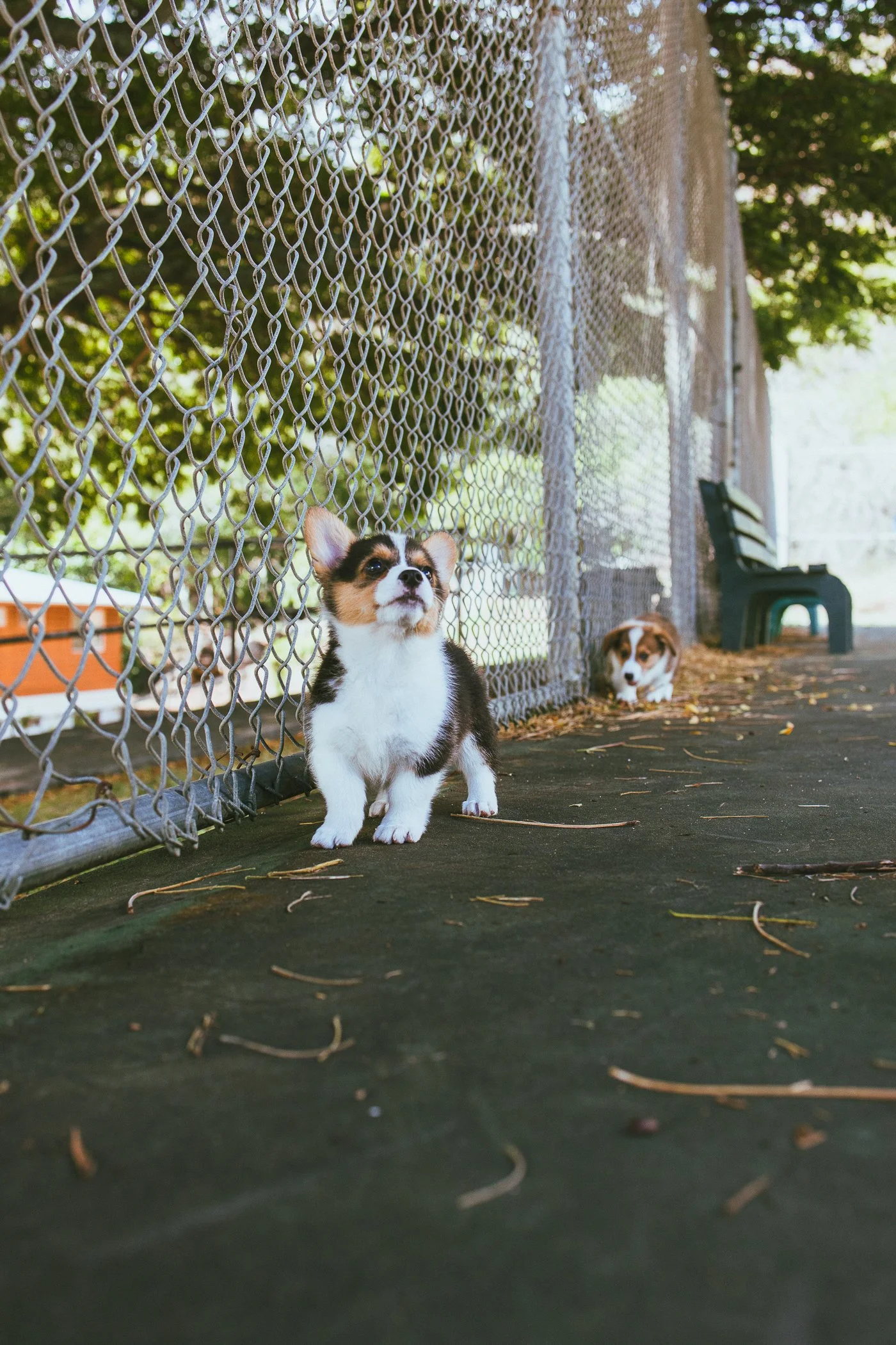 Two dogs near a chain-link fence at a park. One dog, a Tri-color puppy, is sitting in the foreground looking up, and the other dog, a brown and white puppy, is lying near the fence in the background. There are trees and a bench beyond the fence.