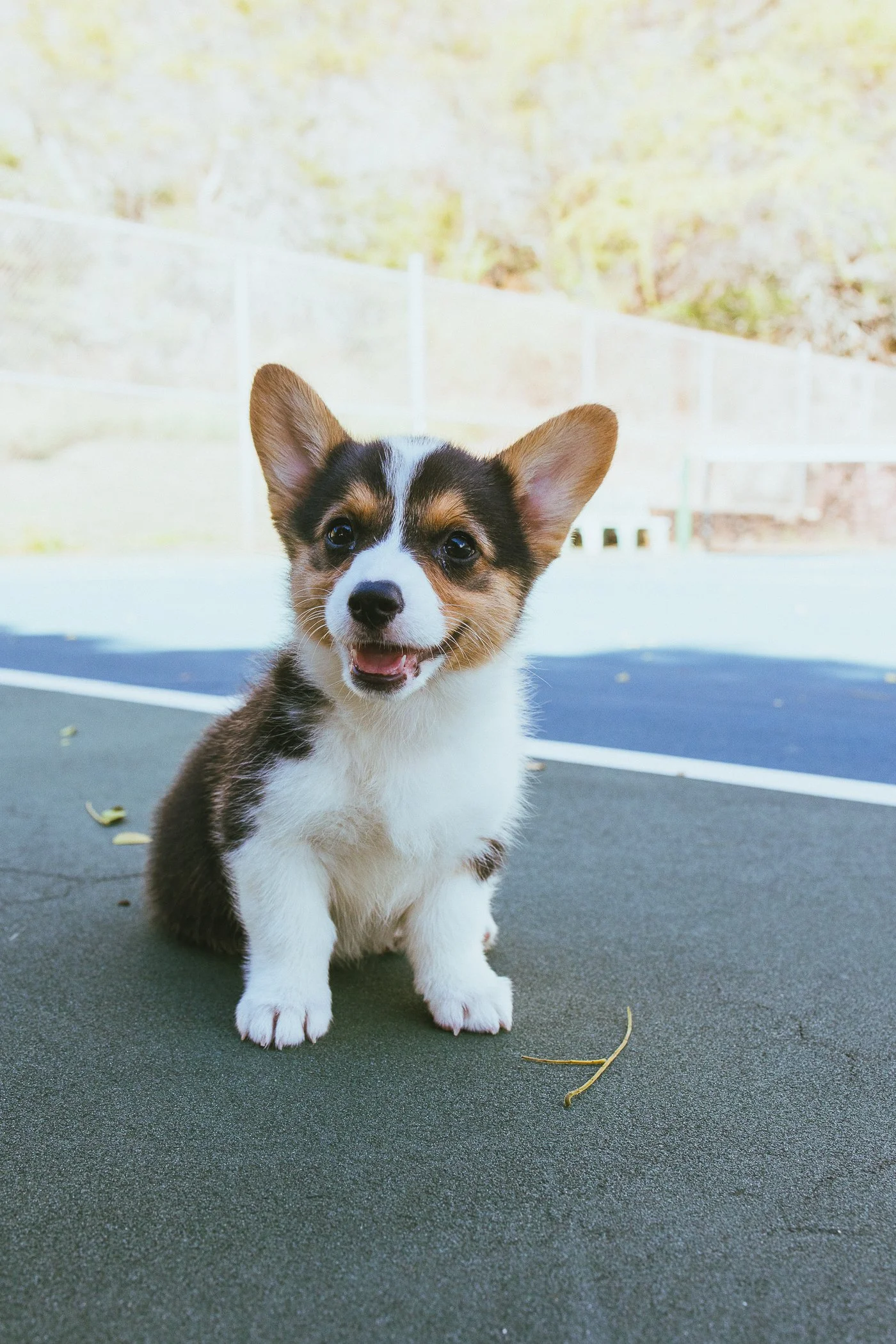A cute puppy with black, white, and tan fur sitting on a tennis court, smiling with its tongue slightly out, with a blurry background of trees and a fence.