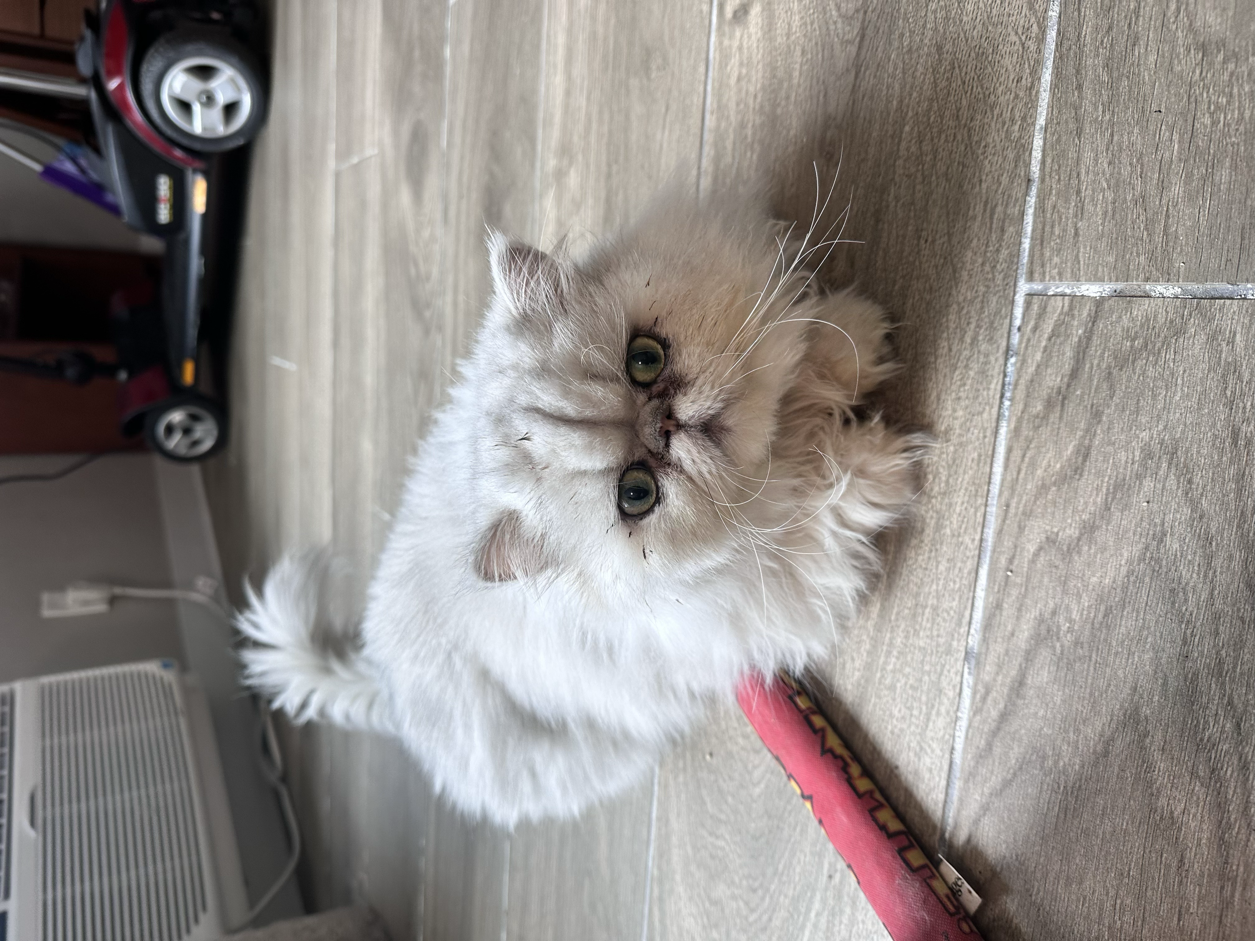 A fluffy light brown and cream-colored kitten lying on a tiled floor, looking at the camera with green eyes.