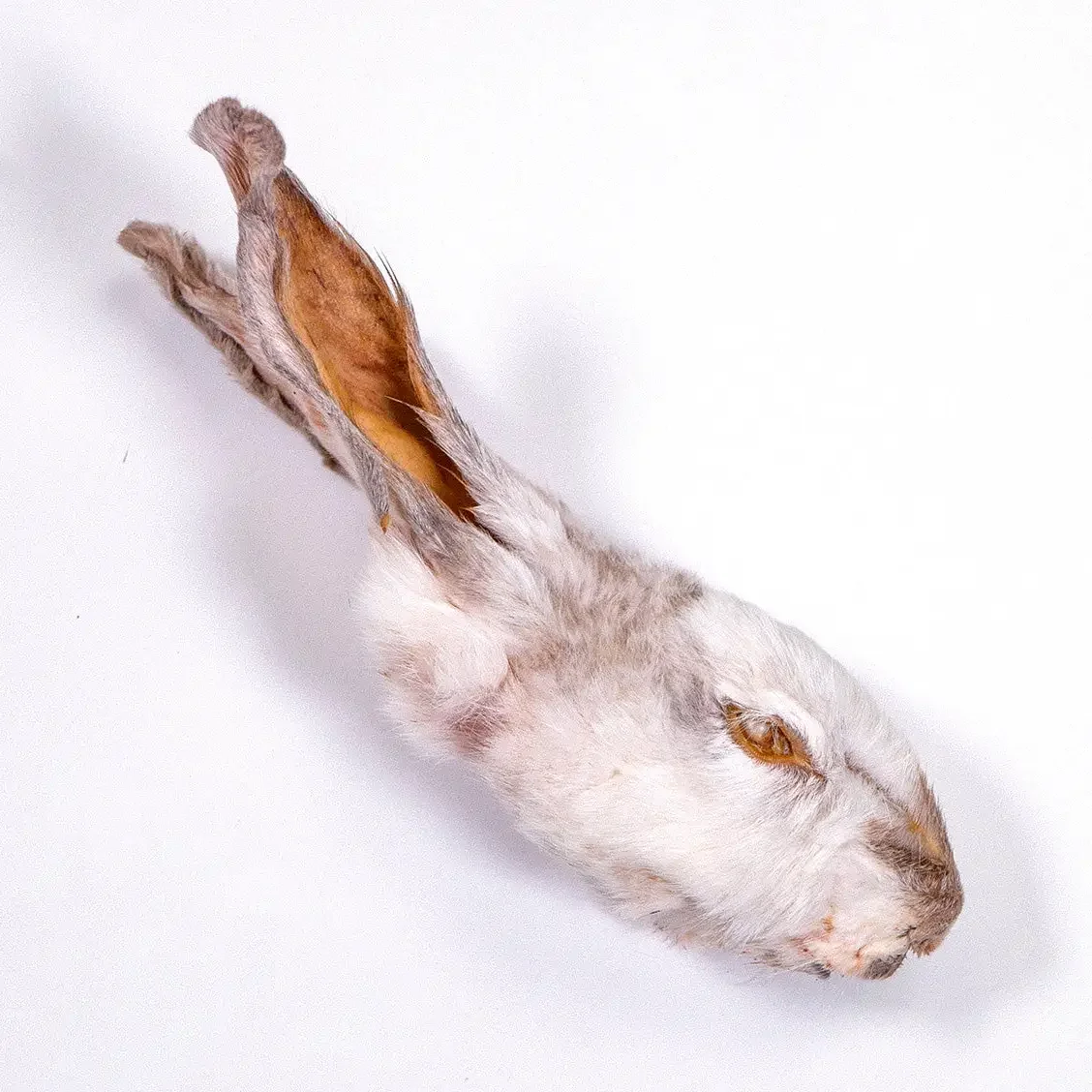 rabbit head