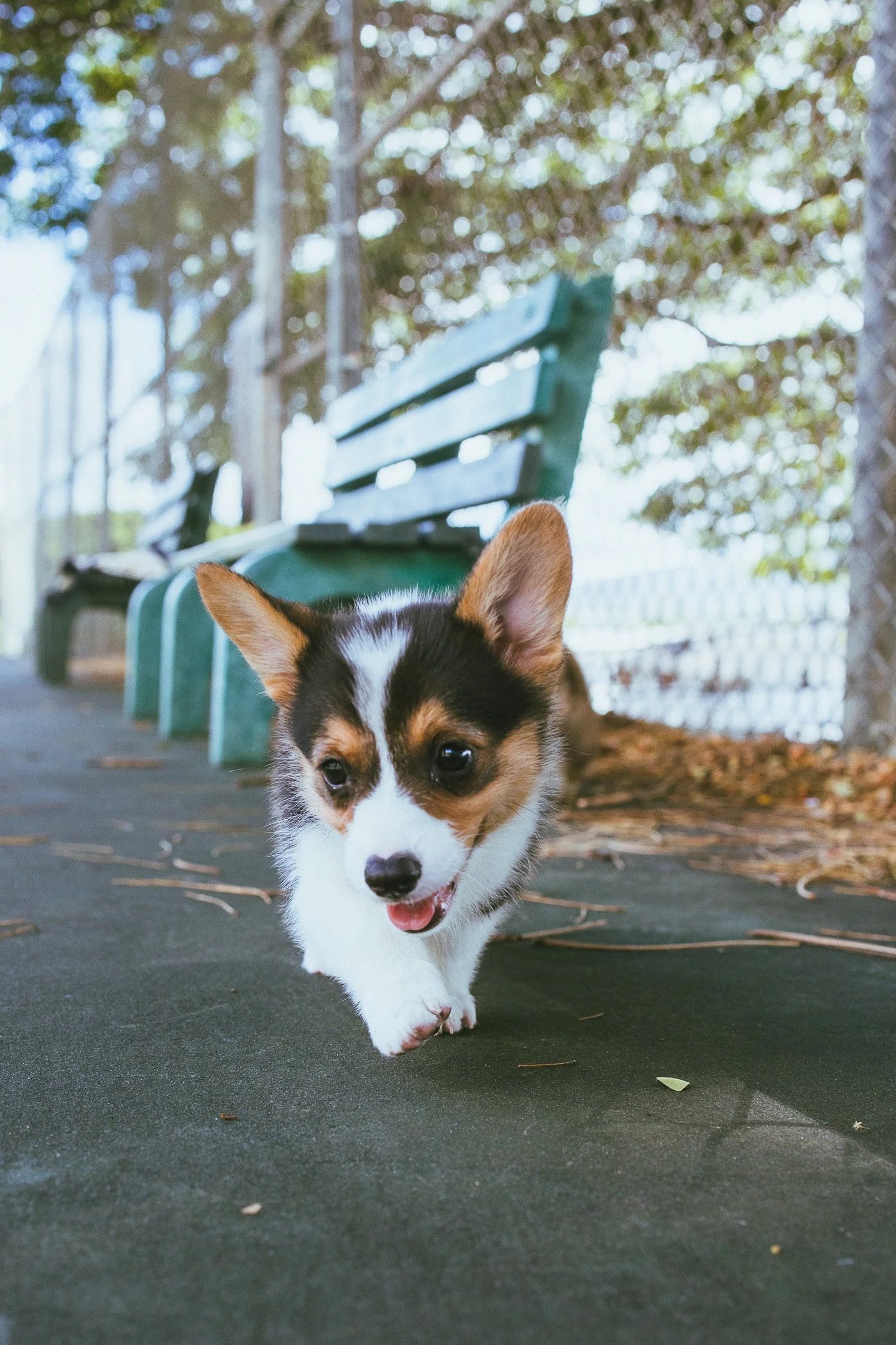 A small puppy with black, white, and tan fur walking towards the camera on a park pathway, with a green bench and trees in the background.