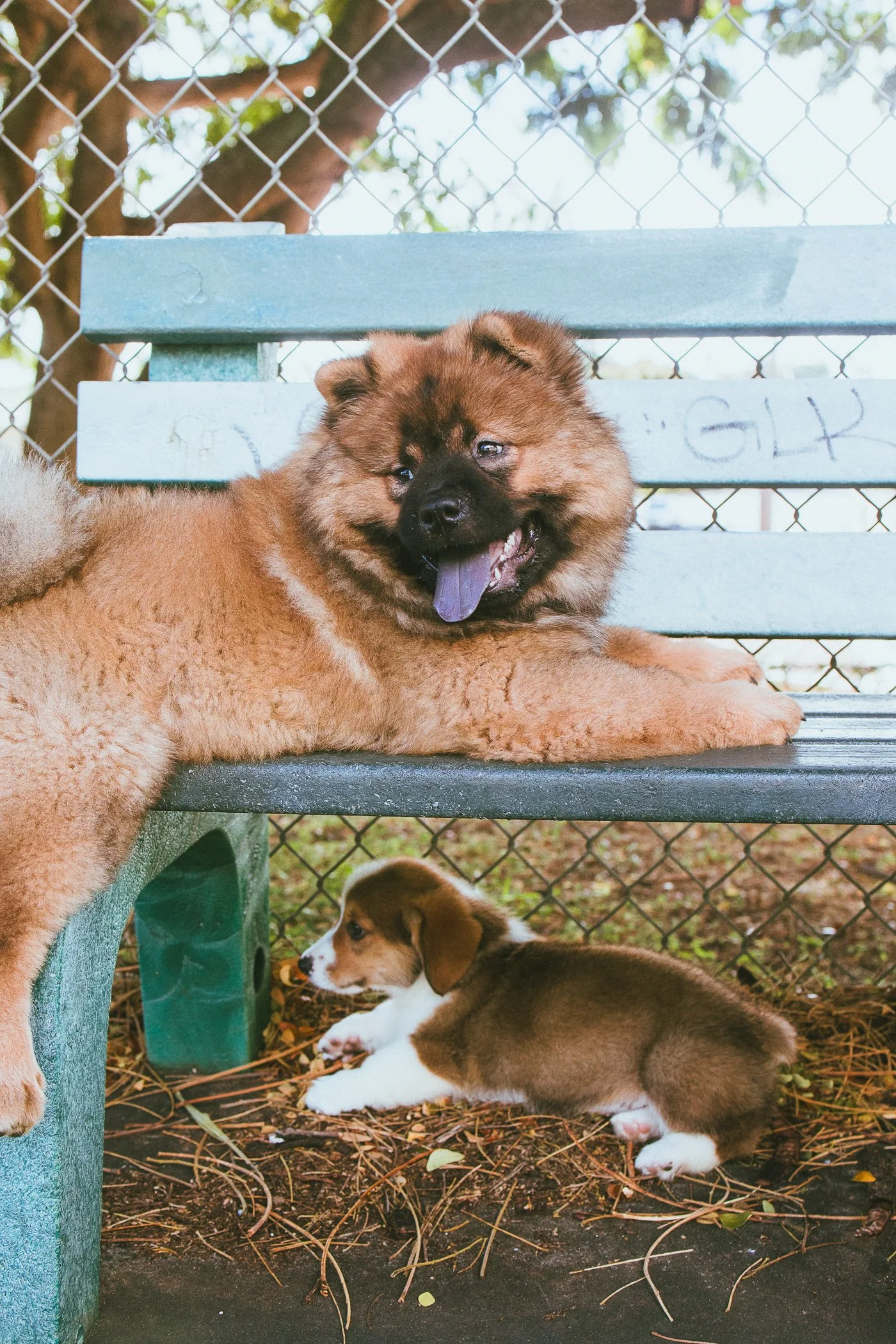 A happy fluffy brown puppy with a black face and tongue out lying on a wooden bench in a fenced outdoor area, with another smaller brown and white puppy lying on the ground nearby.