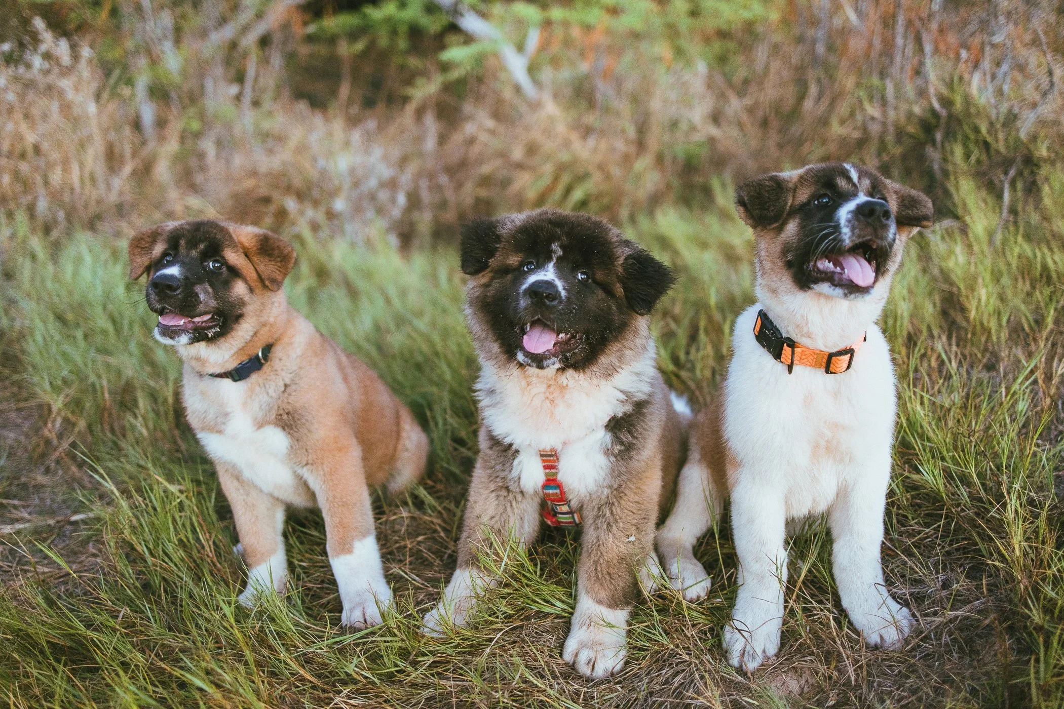 Three puppies standing on grass in a natural outdoor setting.
