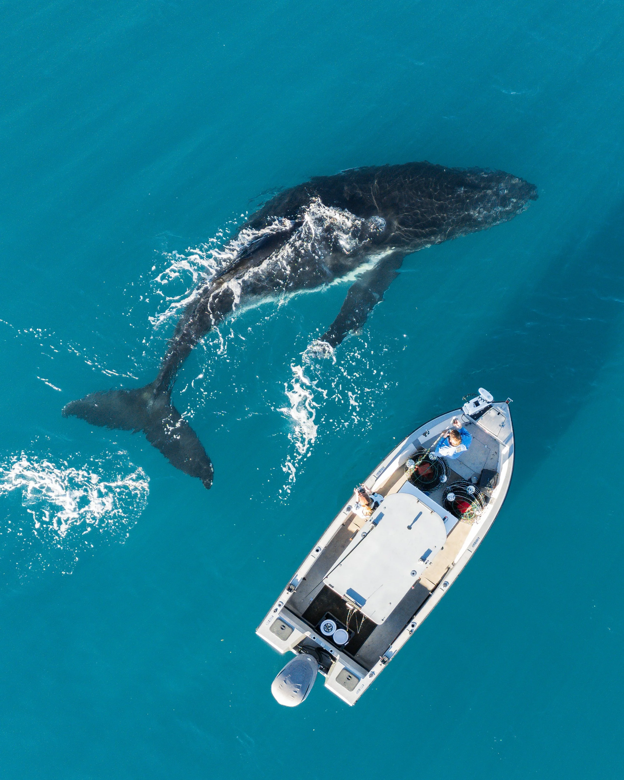 Whales (13 of 14).jpg