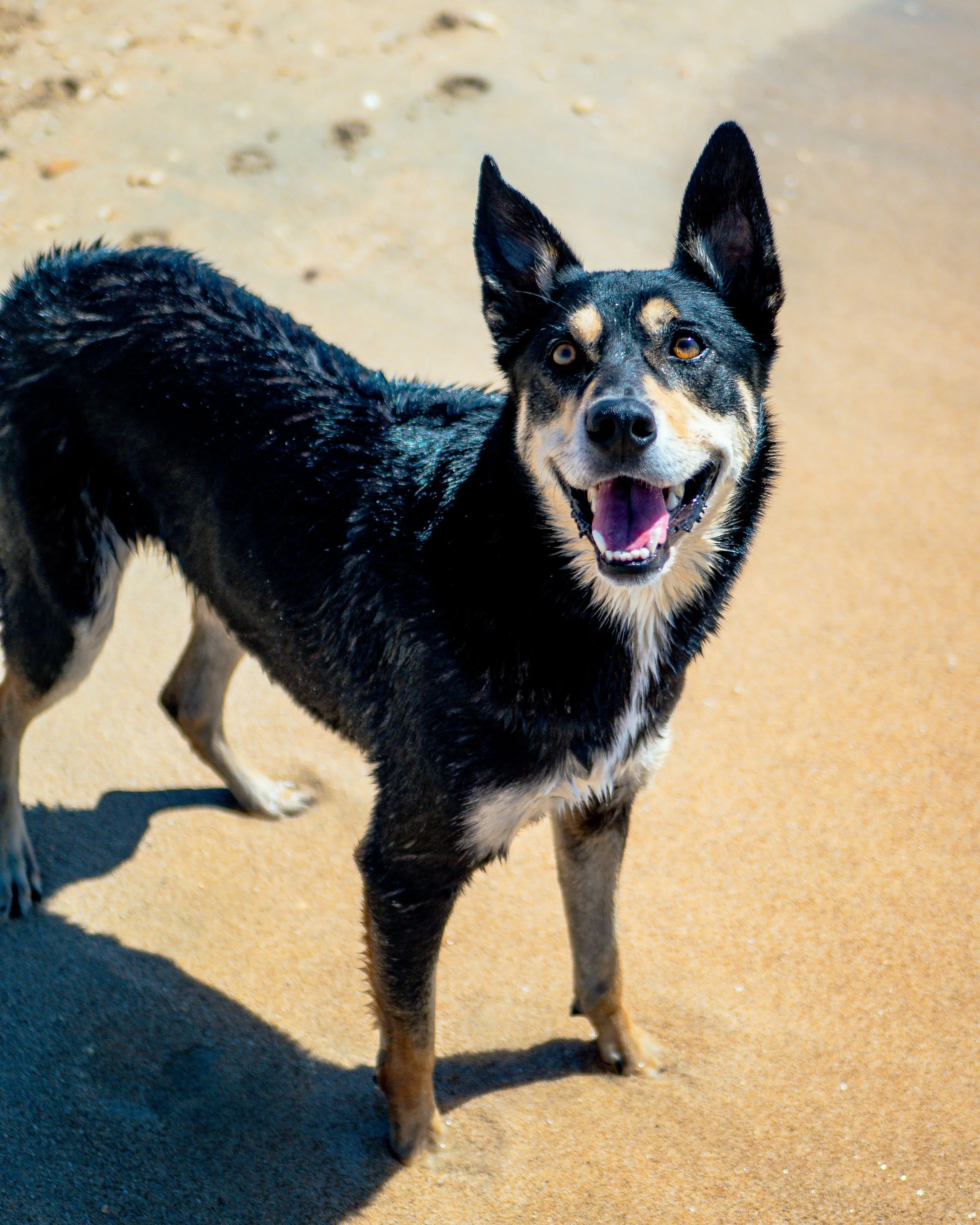 DOGGOS (45 of 177).jpg