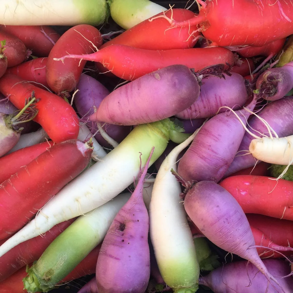 🥕 Les radis d&rsquo;hiver, on en parle ?

Souvent m&eacute;connus, mais pleins de caract&egrave;re. Radis noir, radis rose ou radis violet : croquants, l&eacute;g&egrave;rement  piquants et riches en bienfaits, ils sont parfaits crus, finement tranc