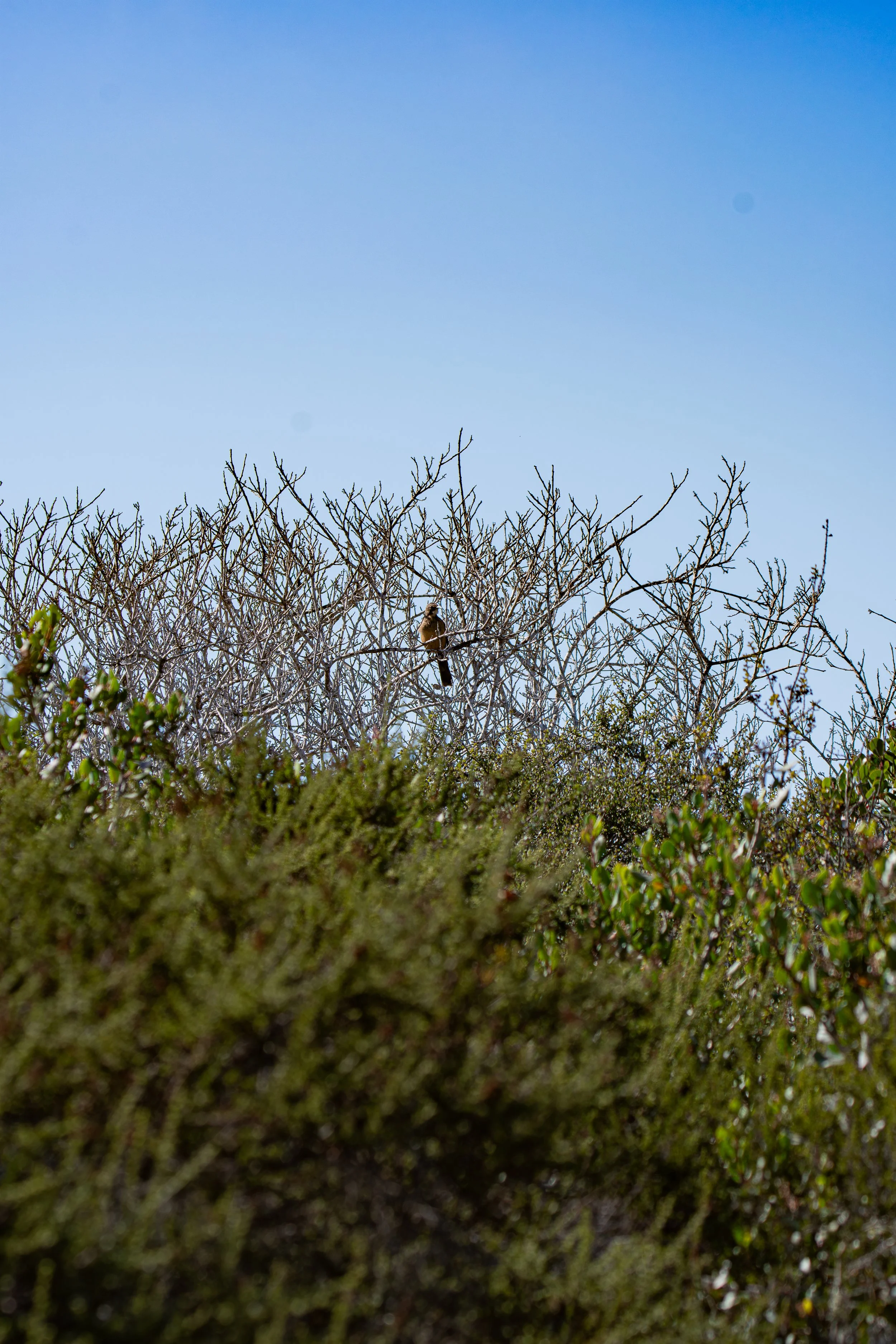 Someone is watching from the branches. Can you find our little friend?