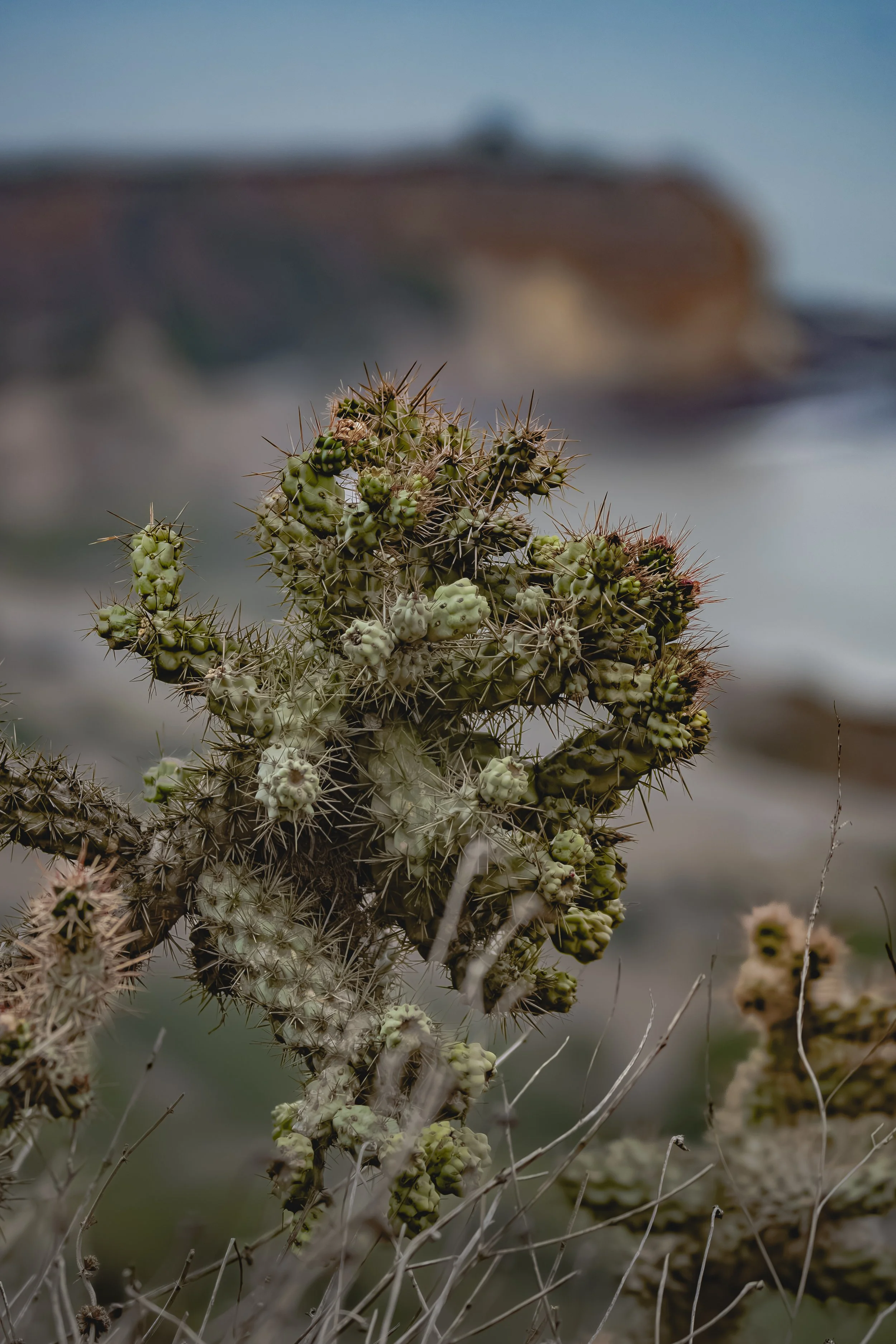 Even the cactus has details within the details. How many different textures can you find?