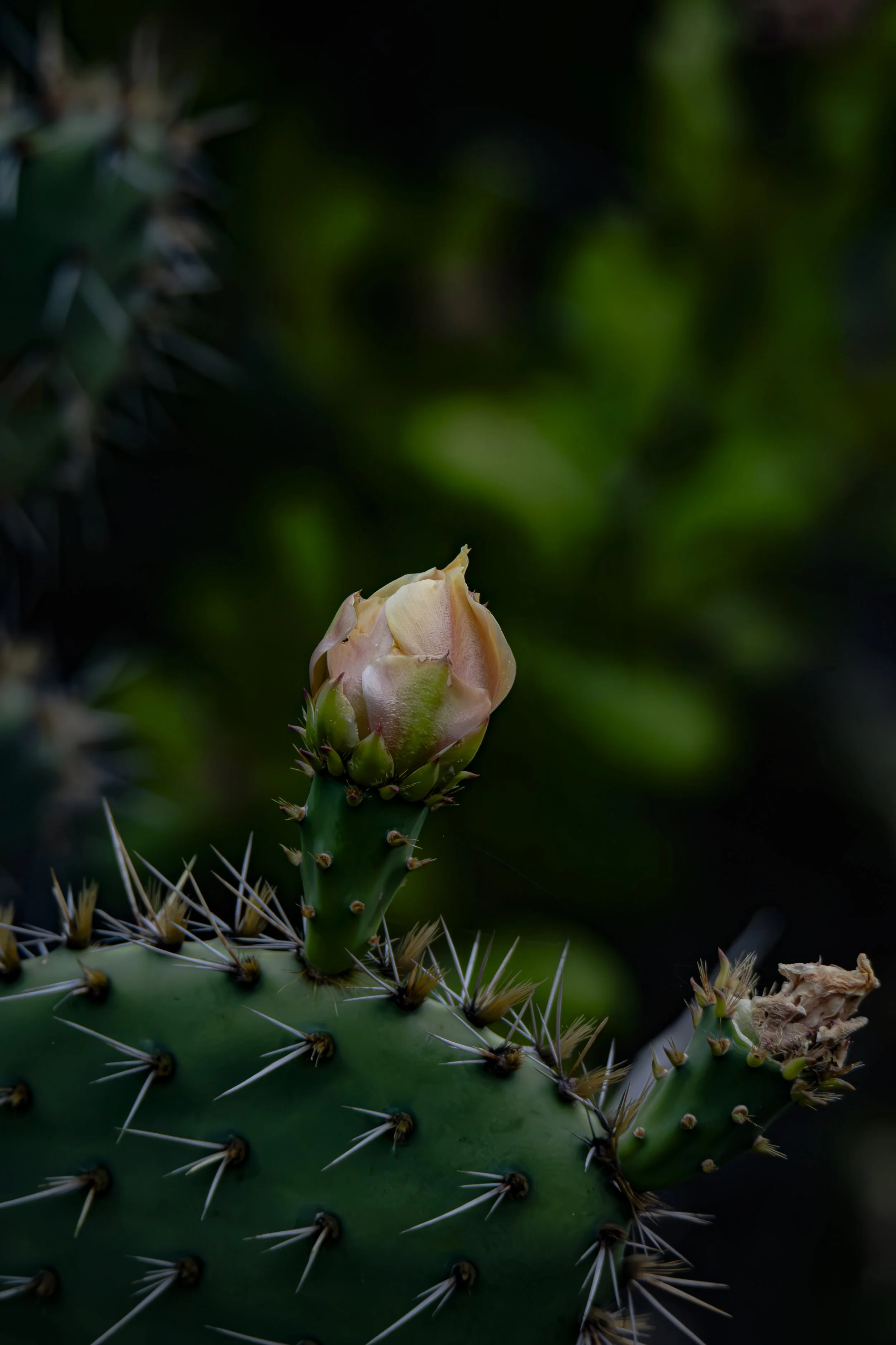 Growth doesn’t always happen in comfortable places. What do you notice about the flower and the thorns?