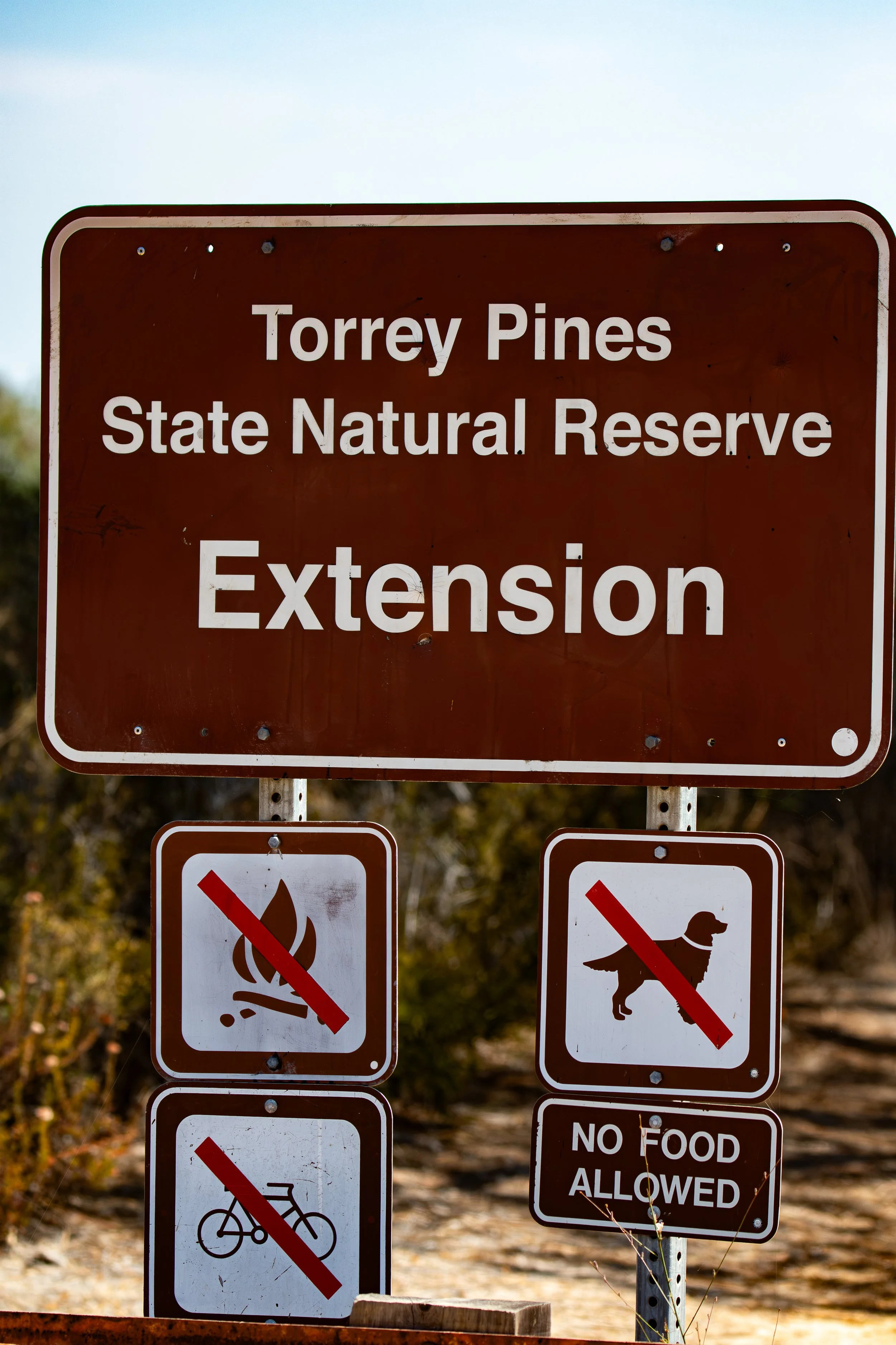 Torrey Pines are unique to this landscape.