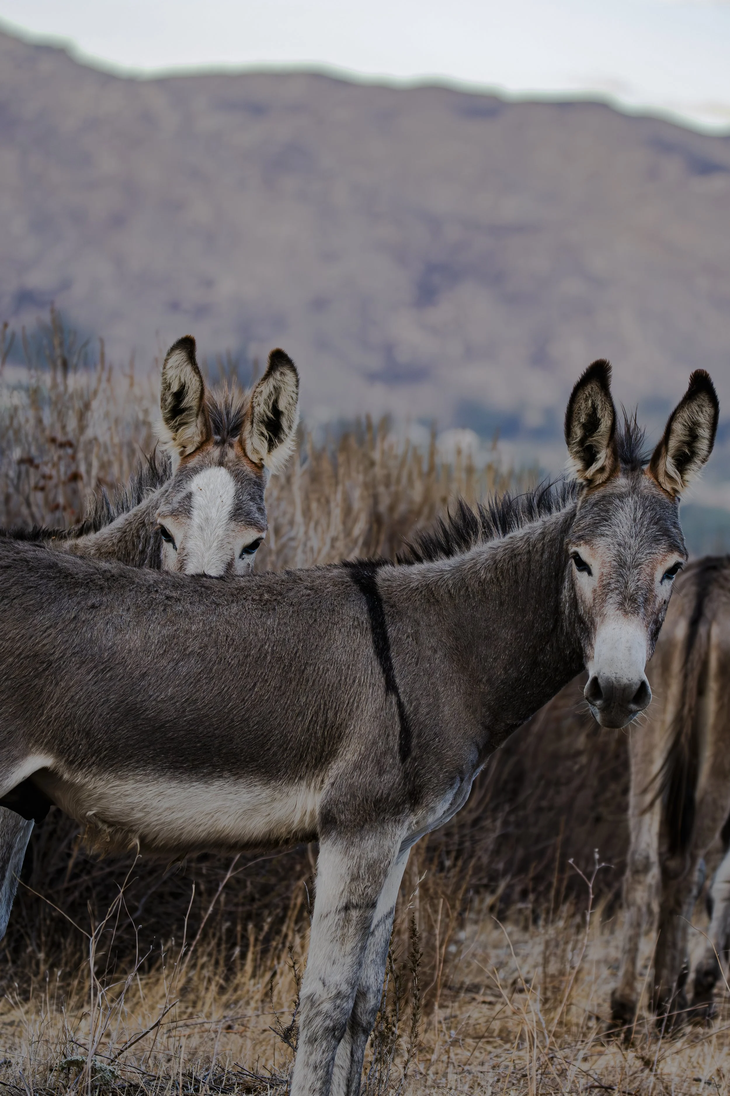 These donkeys are standing close together. How do you think they feel?