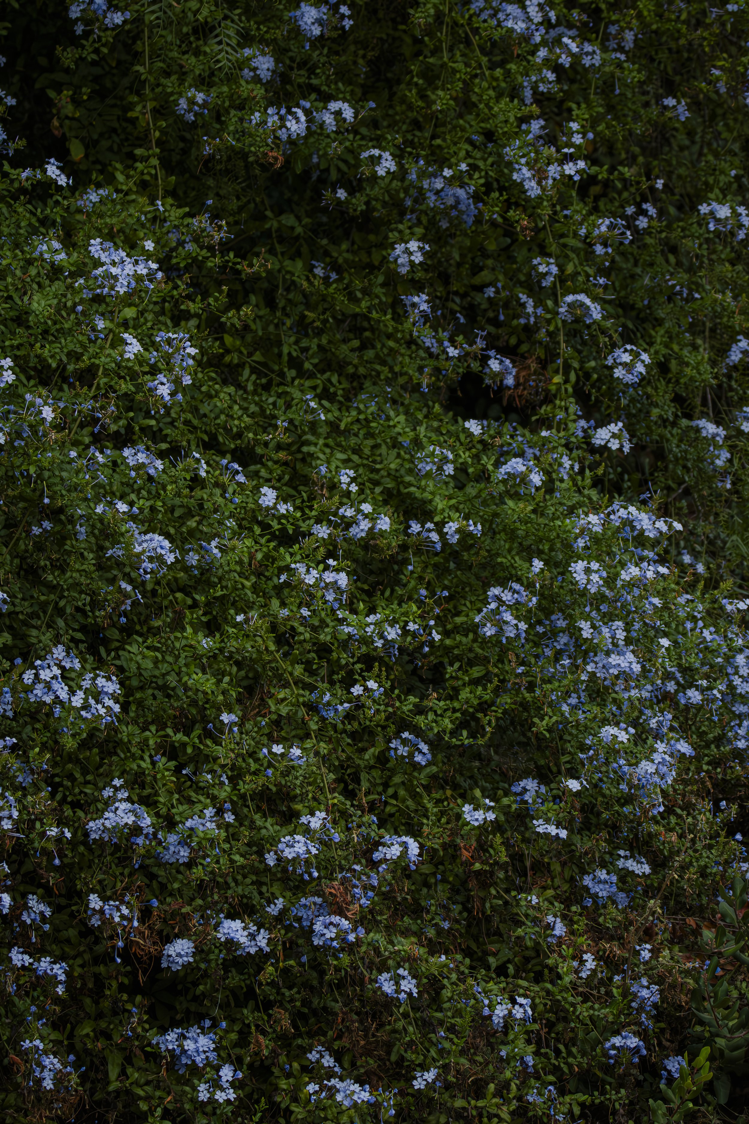 Look closer. How many tiny blue flowers can you count before you lose track?
