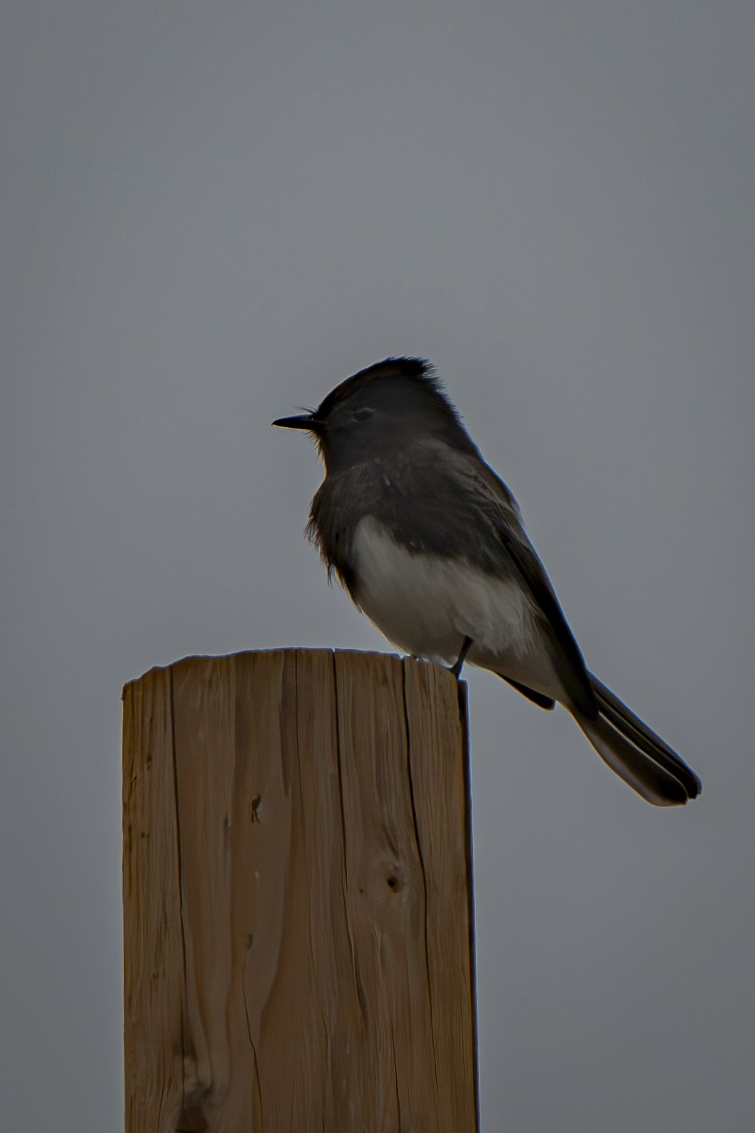 Stay a little longer. Notice how much can change without the bird ever leaving the same spot.