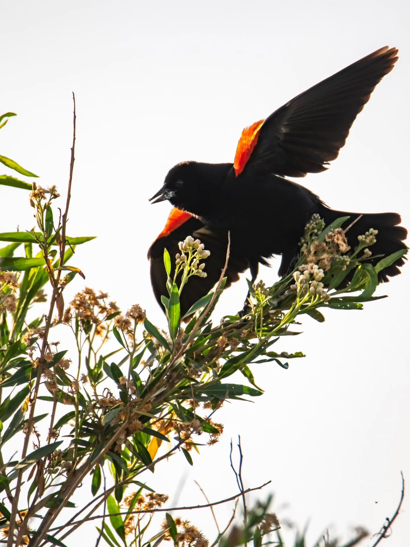 In nature, healing isn't always quiet.
Sometimes, it’s loud, defiant, and perched in full view.
We’re allowed to be seen in our healing. We’re allowed to sing, even when our voice shakes.
#redwingedblackbird #natureheals #eternale