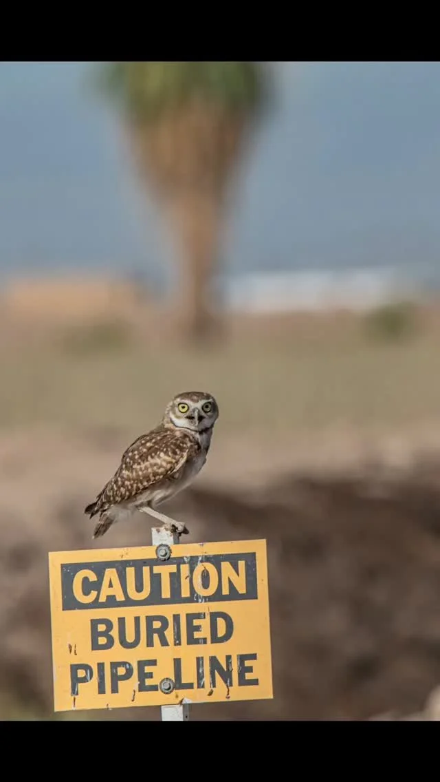I can't get enough of these babies! #burrowingowl #owl #owls #owlsofinstagram #eternaledgephotography #socalphotographer #wildlifephotography #cute #naturepreserve