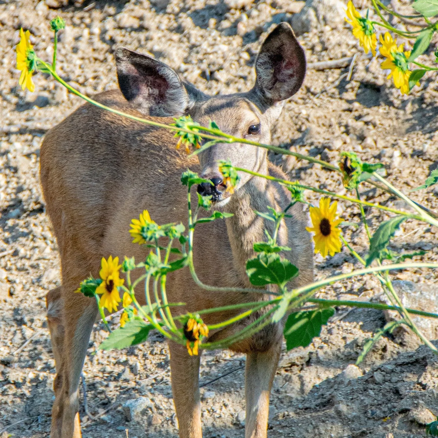 Maybe this is ignorant, but I had no idea deer eat flowers. I mean, I know they’re herbivores… but for some reason, that never fully clicked.
#lol #funny #herbivores #deer #deersofinstagram #herbivore #plants #flowers #sunflowers