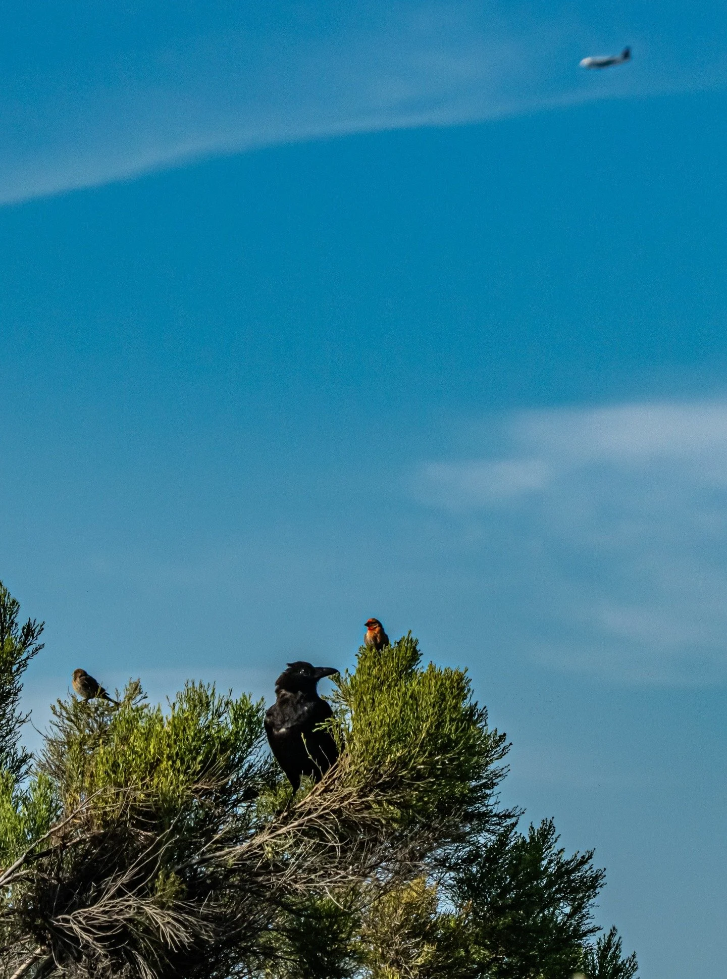 Flight is more than movement. It’s healing in motion. Birds trust the air beneath them. They don’t force, they flow. In one frame—a single bird and an airplane—both rising, both carried by something unseen.
Healing asks for t