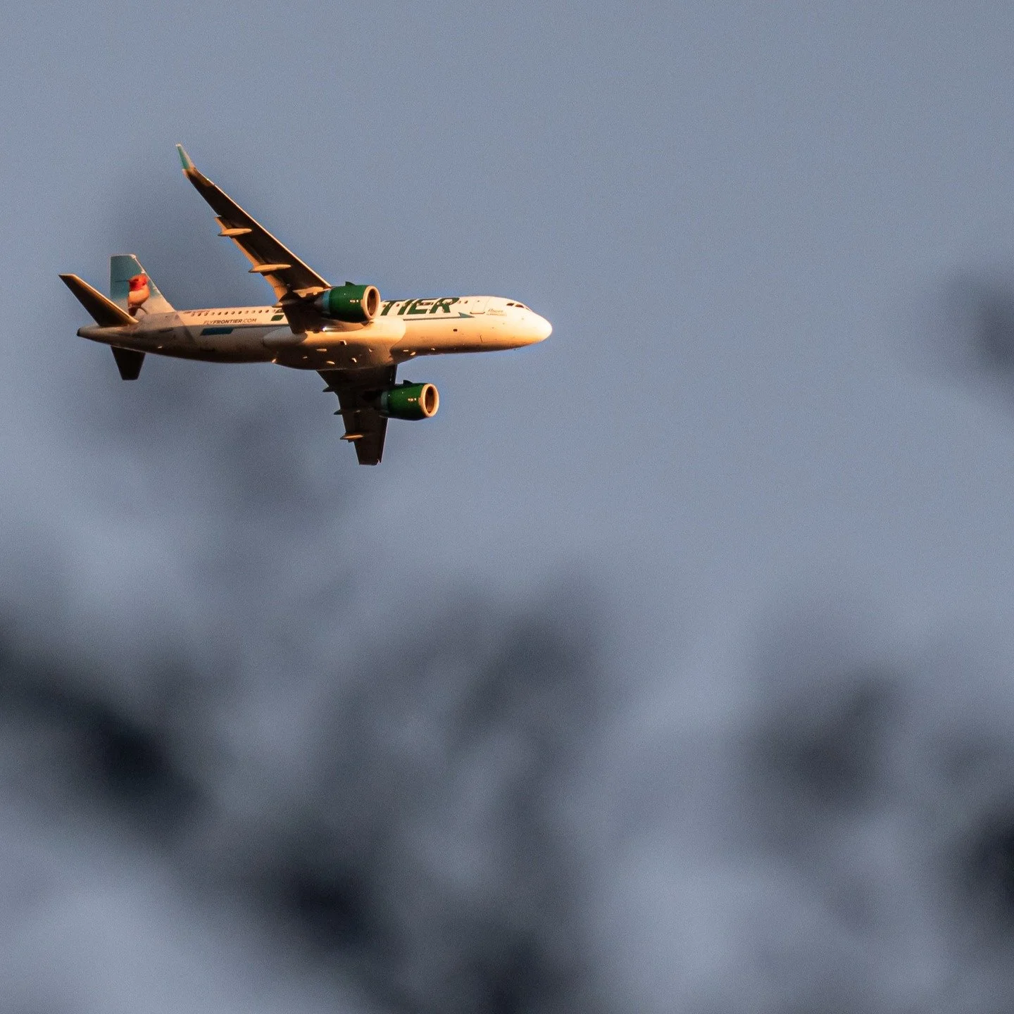 An airplane slips through the branches, sky meeting earth for just a breath. A reminder that escape can look like many things. Sometimes we rise above it all. Sometimes, we disappear into the trees. Both are healing. Both are enough.
#ɴᴀᴛᴜʀᴇʟᴏᴠᴇʀs