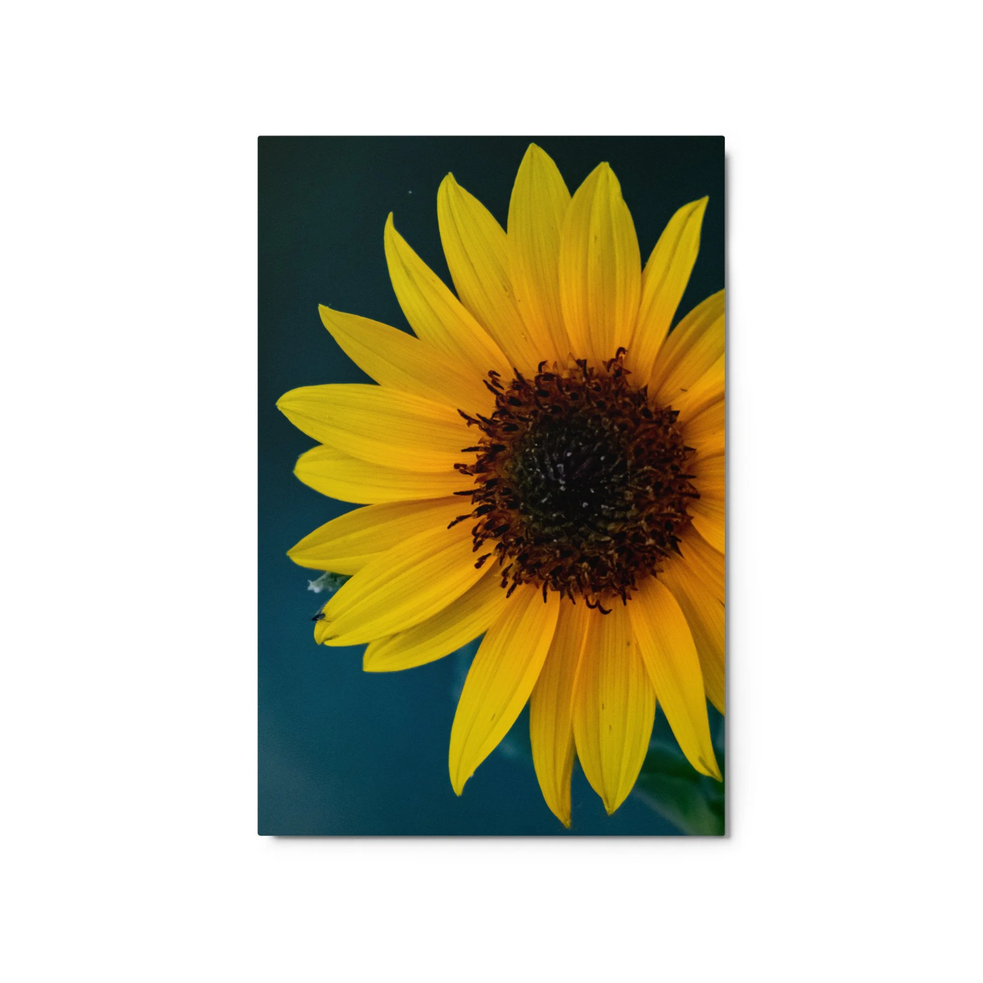 glossy-metal-print-(in)-white-20x30-front-68907301e7c18.jpg