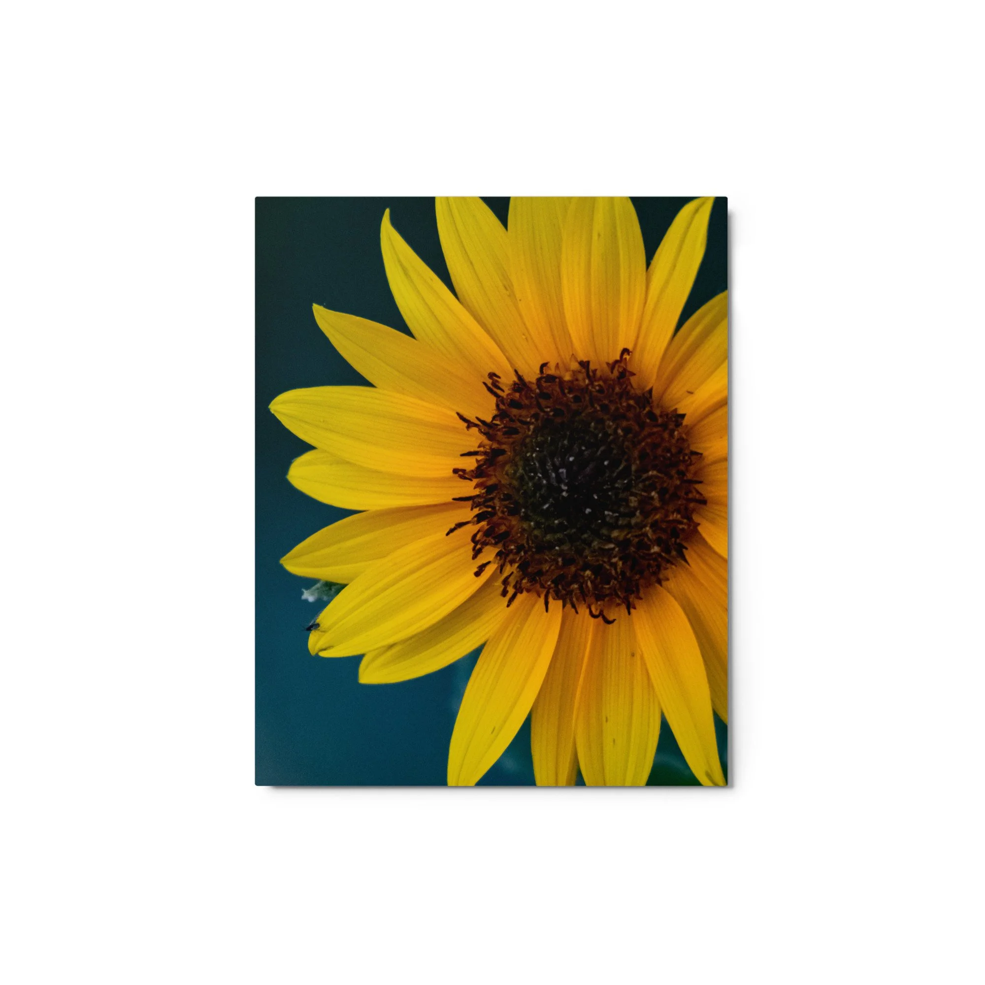 glossy-metal-print-(in)-white-8x10-front-68907301e82ff.jpg