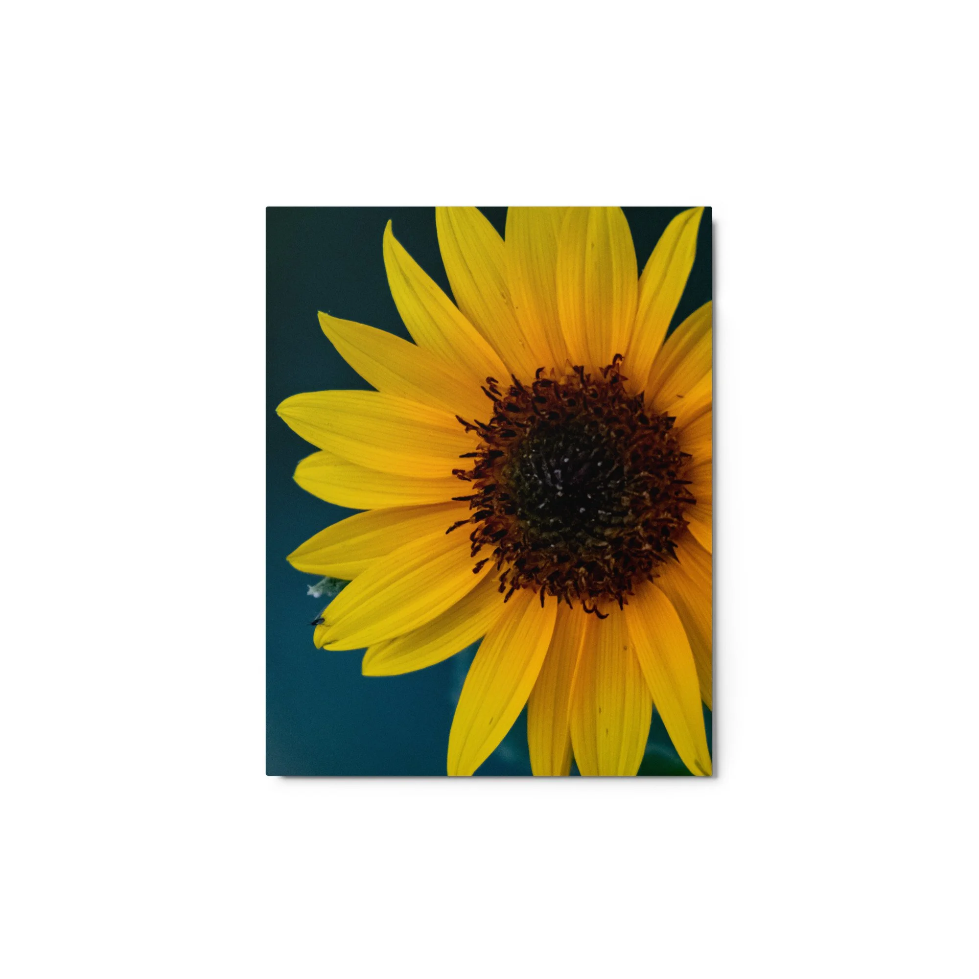 glossy-metal-print-(in)-white-11x14-front-68907301e8399.jpg