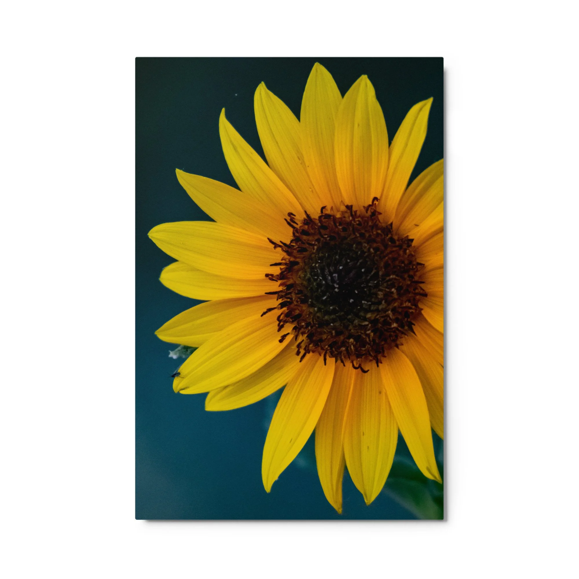 glossy-metal-print-(in)-white-24x36-front-68907301e8541.jpg