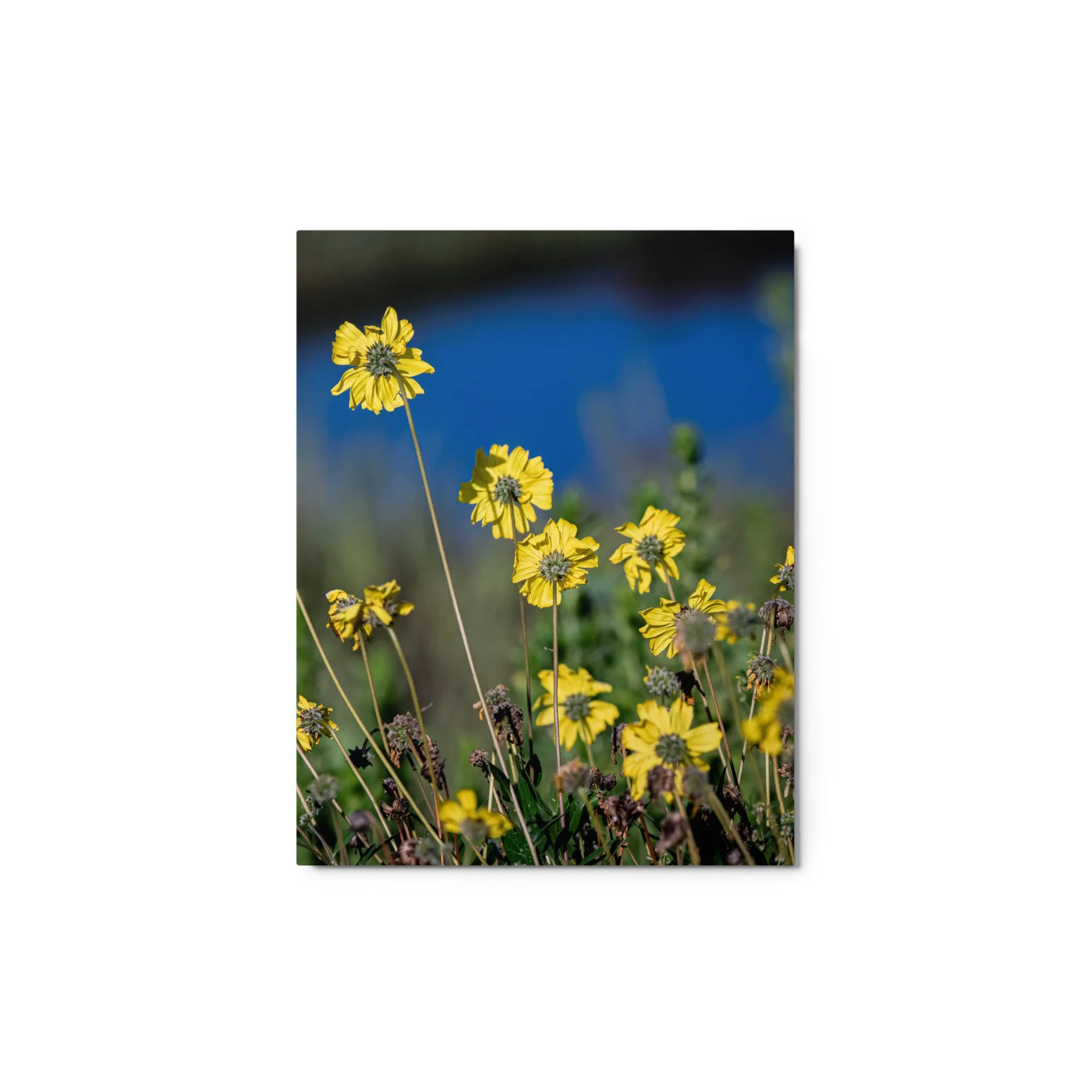 glossy-metal-print-(in)-white-11x14-front-689076968a81a.jpg