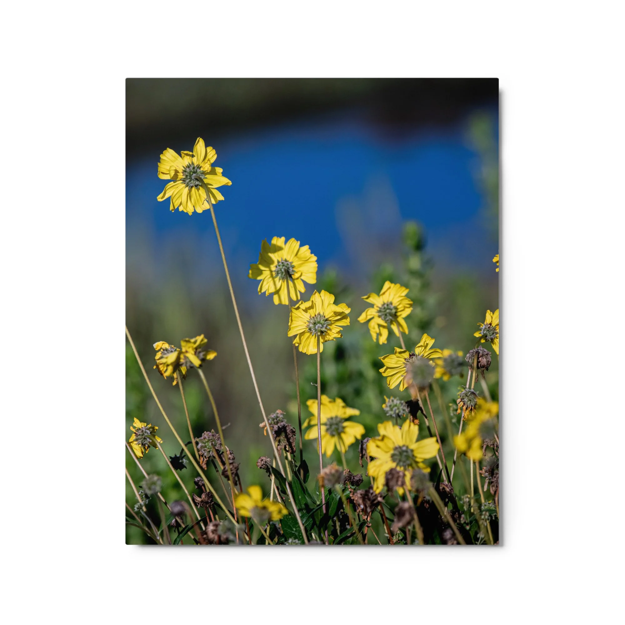 glossy-metal-print-(in)-white-16x20-front-689076968a950.jpg