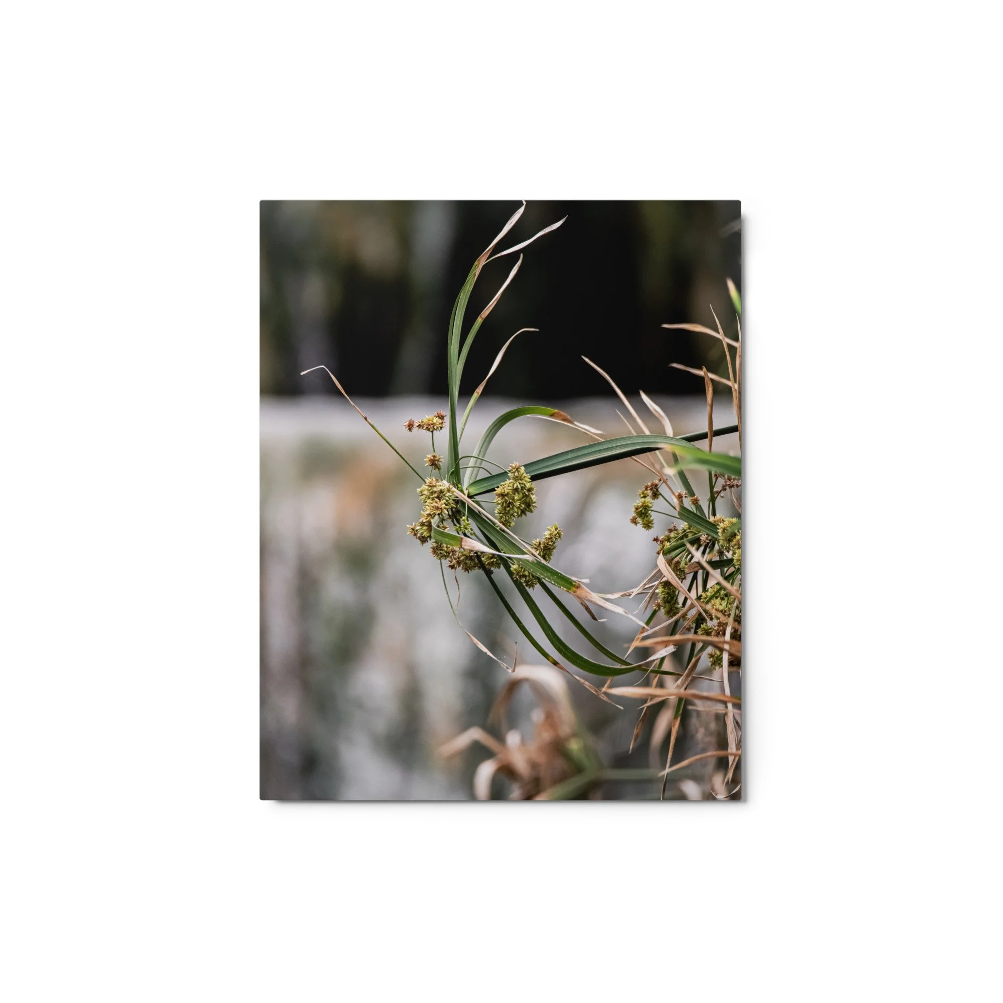 glossy-metal-print-(in)-white-8x10-front-689461bcd8b01.jpg
